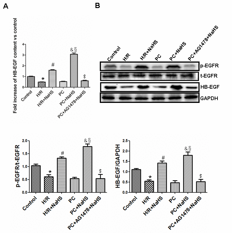 Exogenous H2S increases the expression and content of HB-EGF and the level of phosphorylated EGFR in the aged H9C2 cells. (A) The content of HB-EGF was measured using an HB-EGF ELISA kit. The HB-EGF content in the control group was considered the basal levels, and the HB-EGF content of the others was detected as the fold change from the control group. All data are the means ± S.E.M. of 8 determinations. (B) The activity of phosphorylated EGFR and the expression of HB-EGF. The graphs represent the optical density of the bands of phosphor-EGFR (p-EGFR) normalized to the expression of total-EGFR (t-EGFR). The graphs represent the optical density of the bands of HB-EGF normalized to the expression of the GAPDH signal. All data were from three independent experiments. * pvs. control group; # pvs. H/R group; & pvs. PC group; § pvs. H/R + NaHS group; $ pvs. PC + NaHS group.