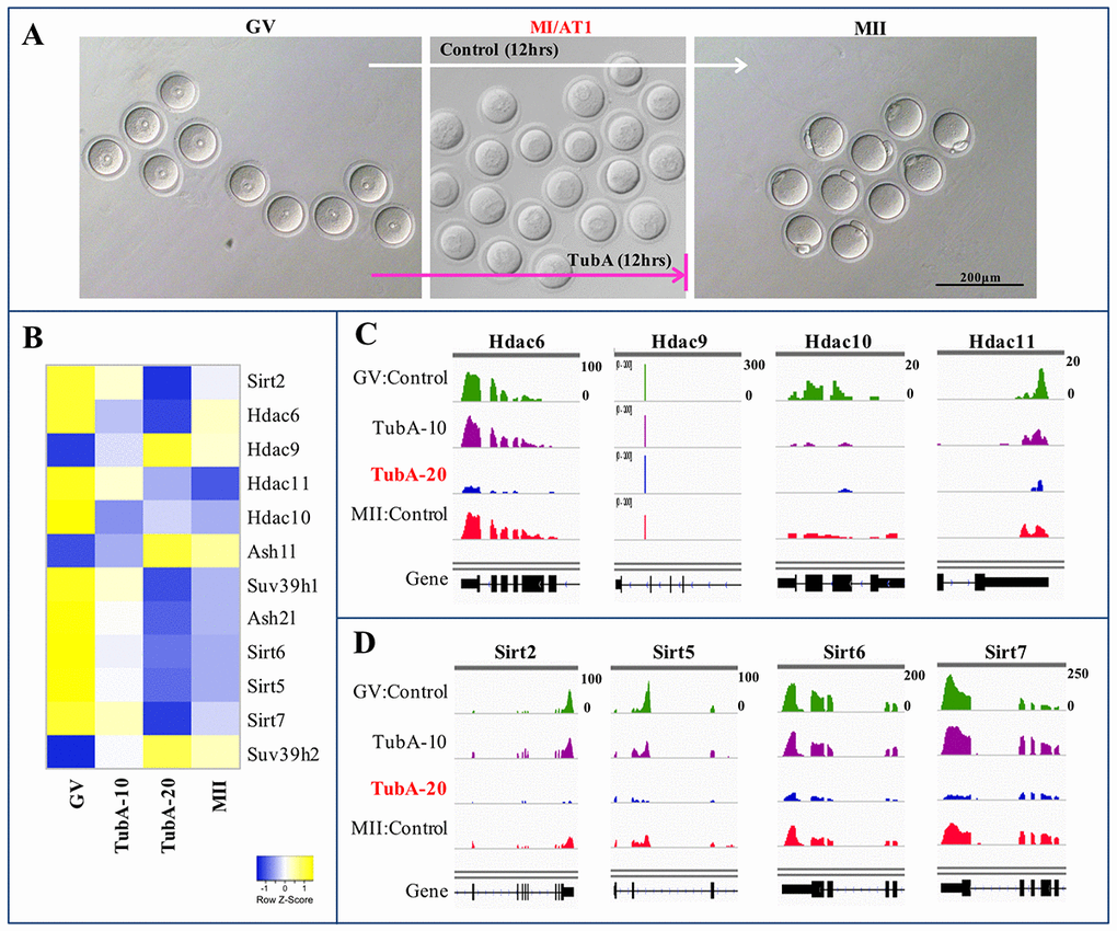 Heatmap and IGV of DEGs in control GV, TubA (10 and 20 µM)-treated, and MII oocytes. (A) A representative oocyte of control-GV, TubA-treated (10 and 20 μM), and control-MII-stage oocytes. Of note, control mouse GV oocytes can undergo meiotic maturation in vitro, whereas 20 μM of TubA supplementation inhibited progression through the MI (or AT1) to MII transition in mouse oocytes. (C, D) Visualization of mRNA expression enrichment of the Class IIb Hdac and Class III sirtuin loci using IGV.