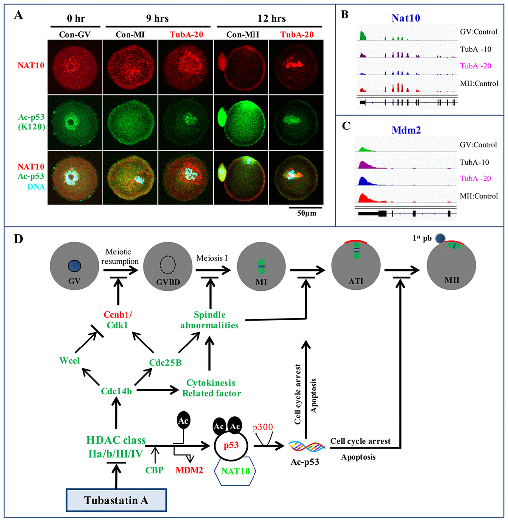 Immunofluorescence analysis and a putative TubA mechanism in mouse oocytes. (A) Confocal immunofluorescence analysis of NAT10 and Ac-p53 expression at K120. The experiment was repeated three times. (B, C) Visualization of Nat10 and Mdm2 mRNA expression profiles using the IGV. (D) An underlying mechanism to explain TubA roles during oocyte maturation in the mouse. Green or red colors indicate mRNAs and proteins expression down- or up-regulated by TubA treatment, respectively.