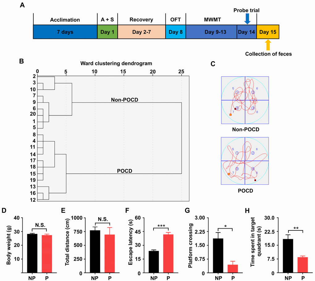 Comparisons of OFT and MWMT between the non-POCD and POCD groups. (A) The schedule of the present study. Seven days after acclimation, A + S was performed. OFT was performed on day 8 after 6 days of recovery. On days 9–14, mice were scheduled for the MWMT, and the probe trial was performed on day 14. On day 15, fecal samples were collected for 16S rRNA gene sequencing. (B) Dendrogram of hierarchical clustering analysis. A total of 20 mice were categorized into non-POCD and POCD groups based on MWMT results of the hierarchical clustering analysis. (C) Representative trace graphs of non-POCD and POCD mice in the MWMT. (D) Body weight (t = 0.7618, P >.05). (E) Total distance in OFT (t = 0.5285, P >.05). (F) Escape latency (t = 6.227, P G) Platform crossing (t = 3.612, P H) Time spent in target quadrant (t = 3.897, P P P P 