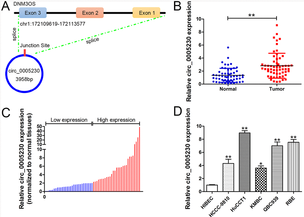 Relative expression of circ