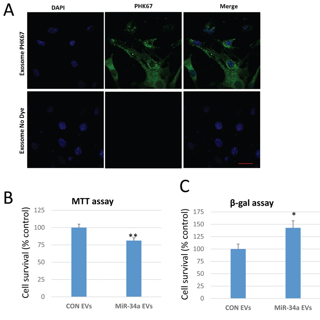 EVs from C2C12 cells overexpressing miR-34a reduce BMSC viability and increase senescence. (A) Confocal images of BMSCs treated with EVs isolated from conditioned medium of C2C12 cells overexpressing miR-34a. EVs are unlabeled (control, bottom row) or labeled with the membrane dye PKH67 (top row). Images show abundant EVs in cytoplasm of BMSCs. Blue staining represents nuclear DAPI staining. Scale bar = 20 µm. (B) BMSC viability indicated by MTT assay is significantly reduced after treatment with EVs isolated from C2C12 cells overexpressing miR-34a. (C) BMSC senescence measured by beta-galactosidase (β-gal) assay is significantly increased after treatment with EVs isolated from these C2C12 cells overexpressing miR-34a. *P