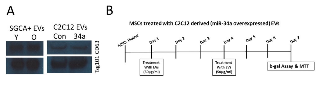 Western blot for exosome markers and experimental design for in vivo treatment. (A) SGCA+ EVs isolated from serum of young (Y) and old (O) mice as well as from conditioned medium of normal C2C12 cells and cells overexpressing miR-34a are positive for the exosome markers CD63 and TSG101. (B) Timeline, EV doses, and outcome measures for in vitro BMSC treatments.