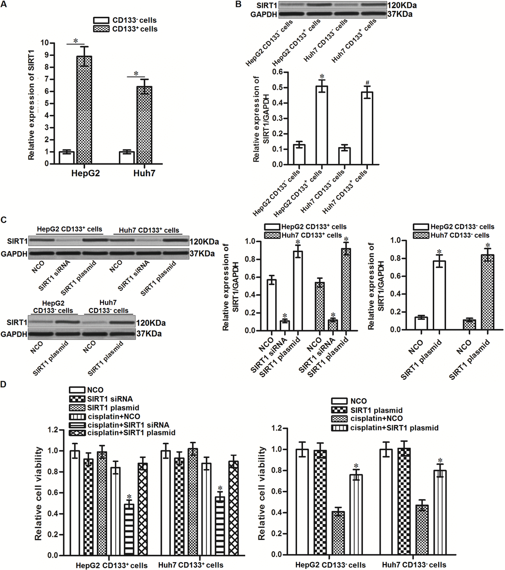 Effect of SIRT1 on regulating the sensitivity of cisplatin to HCC cells. (A) qRT-PCR analysis was performed to detect the expression of SIRT1 in CD133+ and CD133- HepG2 and Huh7 cells at the mRNA level. *PB) Western blot analysis was performed to detect the expression of SIRT1 in CD133+ and CD133- HepG2 and Huh7 cells at the protein level. *Pvs. HepG2 CD133- cells. #Pvs. Huh7 CD133- cells. (C) Transfection efficiency of SIRT1 siRNA (50 pmol/mL) and plasmid (2 μg/mL) in CD133+/- HepG2 and Huh7 cells after 24 h transfection. *Pvs. NCO group. (D) CD133+ and CD133- HepG2 and Huh7 cells were transfected with SIRT1 siRNA (50 pmol/mL) or plasmid (2 μg/mL). 24h later, these cells were treated with cisplatin (10 μM) for another 48 h. MTT assays were performed to measure the cell viability of these cells. *Pvs. cisplatin + NCO group.