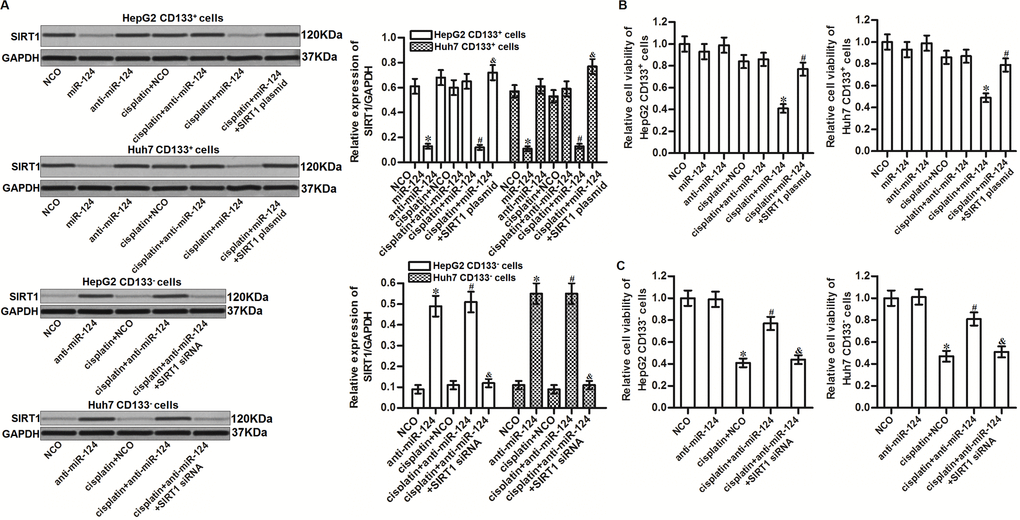 MiR-124 sensitizes HCC cells to cisplatin through suppression of SIRT1. (A) CD133+ and CD133- HepG2 and Huh7 cells were transfected with miR-124 (50 pmol/mL), anti-miR-124 (50 pmol/mL), SIRT1 siRNA (50 pmol/mL) and SIRT1 plasmid (2 μg/mL). 24h later, these cells were treated with cisplatin (10 μM) for another 48 h. Expression of SIRT1 in these cells was then detected by western blot analysis. *Pvs. NCO group. #Pvs. cisplatin + NCO group. &Pvs. cisplatin + miR-124 group. (B) CD133+ HepG2 and Huh7 cells were transfected with miR-124 (50 pmol/mL) and SIRT1 plasmid (2 μg/mL). 24h later, these cells were treated with cisplatin (10 μM) for another 48 h. Cell viability was then detected by MTT assays. *Pvs. cisplatin + NCO group. #Pvs. cisplatin + miR-124 group. (C) CD133- HepG2 and Huh7 cells were transfected with anti-miR-124 (50 pmol/mL) and SIRT1 siRNA (50 pmol/mL). 24h later, these cells were treated with cisplatin (10 μM) for another 48 h. Cell viability was then detected by MTT assays. *Pvs. NCO group. #Pvs. cisplatin + NCO group. &Pvs. cisplatin + miR-124 group.