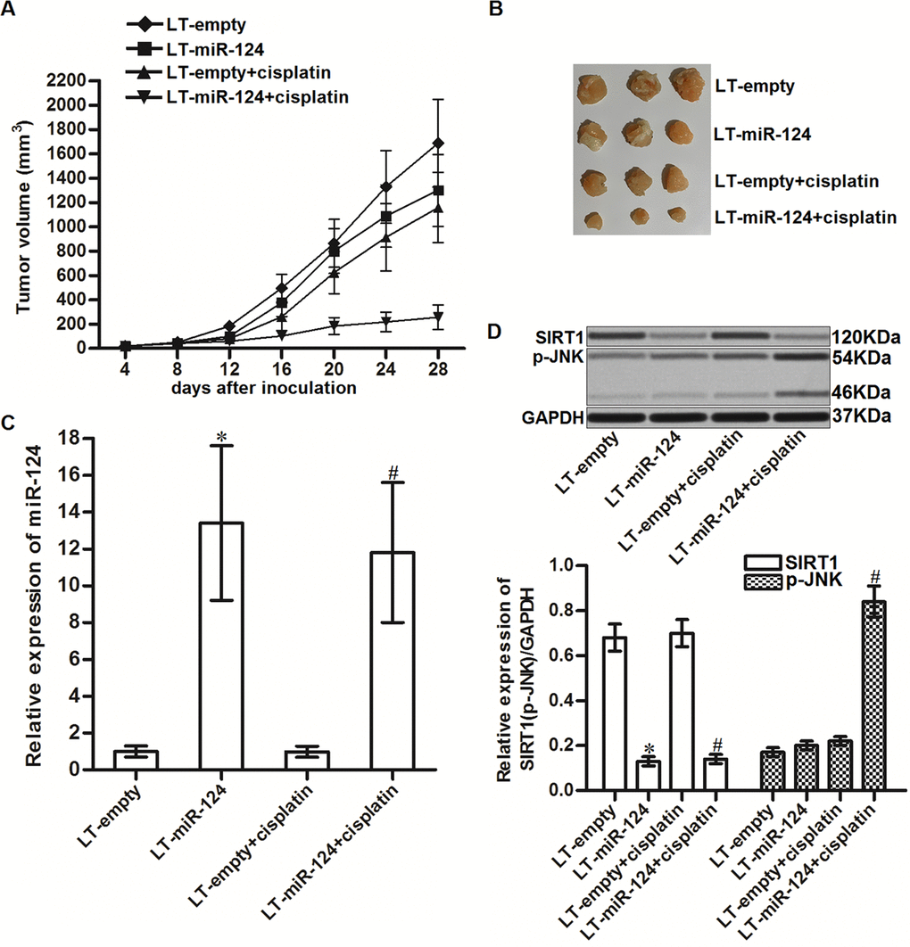 MiR-124 enhanced the cytotoxicity of cisplatin to CD133+ HCC tumors in vivo. (A) Tumor growth of CD133+ HepG2 tumors treated with cisplatin (5 mg/kg). (B) Separated tumors after 28 days inoculation. (C) Expression of miR-124 in resected tumor tissues. *Pvs. LT-empty. #Pvs. LT-empty + cisplatin group. (D) Expression of SIRT1 and phosphorylated JNK in resected tumor tissues. *Pvs. LT-empty. #Pvs. LT-empty + cisplatin group.