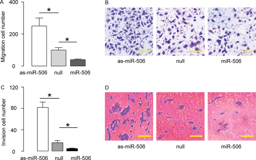 MiR-506 inhibits migration and invasion of gastric carcinoma cells in vitro. To assess the function of miR-506 in gastric carcinoma migration and invasion, we challenged the transfected cells in a cell migration assay and a cell invasion assay. (A–B) A cell migration assay, shown by quantification (A), and by representative images (B). (C–D) A cell invasion assay, shown by quantification (C), and by representative images (D). *p