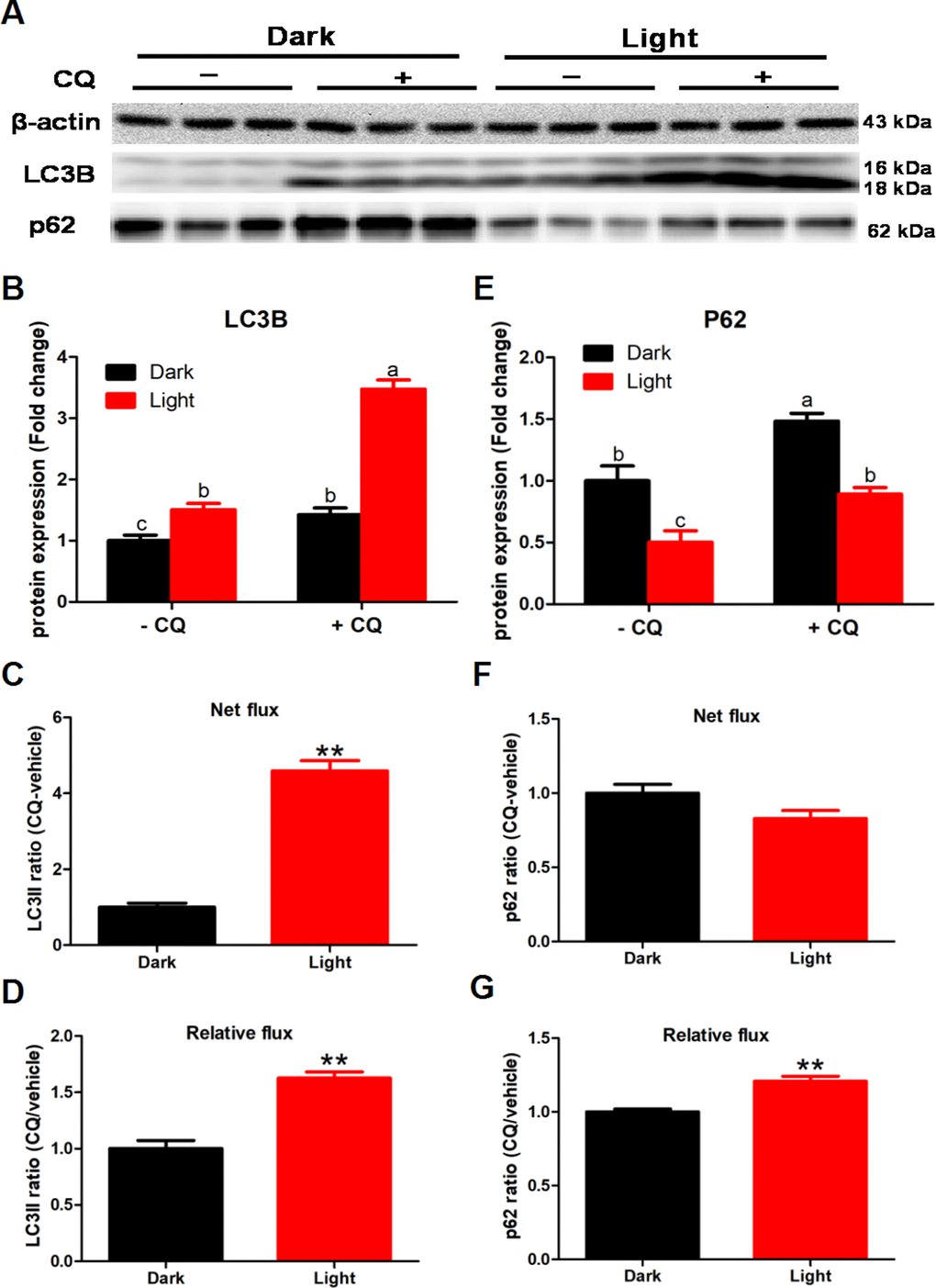 White LED light exposure enhance autophagy flux in hippocampal neuron cells. To detect the effect of white LED light on autophagy flux, we added 50 μM chloroquine (CQ) in the last 2 h of white LED light exposure. (A) Images of bands detected in Western blot analyses; (B) LC3B protein levels in Dark and Light group with or without CQ. Values are means ± SEM. Bars with different superscripts are significantly different from each other (p C) Net flux of LC3II protein. Values are means ± SEM, ** p D) Relative flux of LC3II protein. Values are means ± SEM, ** p E) p62 protein levels in Dark and Light group with or without CQ. Values are means ± SEM. Bars with different superscripts are significantly different from each other (p F) Net flux of p62 protein. Values are means ± SEM, n = 3; (G) Relative flux of p62 protein. Values are means ± SEM, ** p 