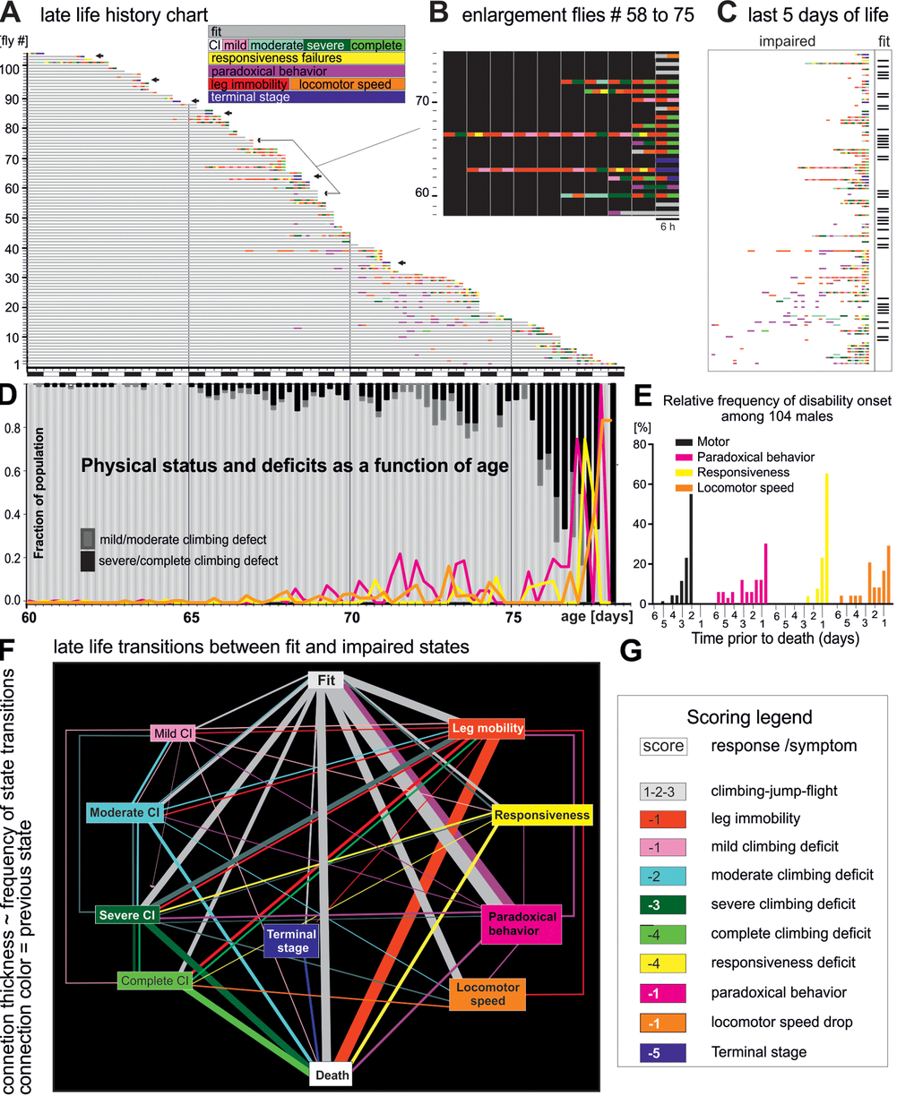 Late-life pathophysiology of locomotor behavior. (A) Life history chart for 104 flies individually tested in the startle assay every 6 hours from the age of 60 days until death. Gray bars indicate health-span and colored bars disabilities of different categories (see colored inset, note that flies can also receive multiple scores at one testing time, e.g. leg immobility and climbing deficit). Arrows mark individuals that exhibited hyperactivity prior to death (see also Figure 3). Black and white bars on x-axis indicate day-night cycle. (B) Selective enlargement of the last 60 hours of life of flies 58 to 75. (C) Time enlargement of the last 5 days for all flies. (D) The fraction of the cohort being either fit (light gray bars) or showing climbing impairments (mild/moderate dark gray bars; severe/complete, black bars) plotted over time. The percentages of animals with impaired responsiveness (yellow), reduced moving speed (orange), and paradoxical behavior (purple) are depicted by colored lines. (E) Frequency distribution of the onset of four disability categories for all 104 flies. (F) Ethogram depicts the relative frequencies of transitions (line thicknesses) between fit (grey box), various pre-death impairments (colored boxes), and death (white box). The thickness of the connecting lines depicts the relative frequency of the occurrence of the respective state transition, and the color indicates the previous state. (G) Scores used for quantification of the degree of fitness.