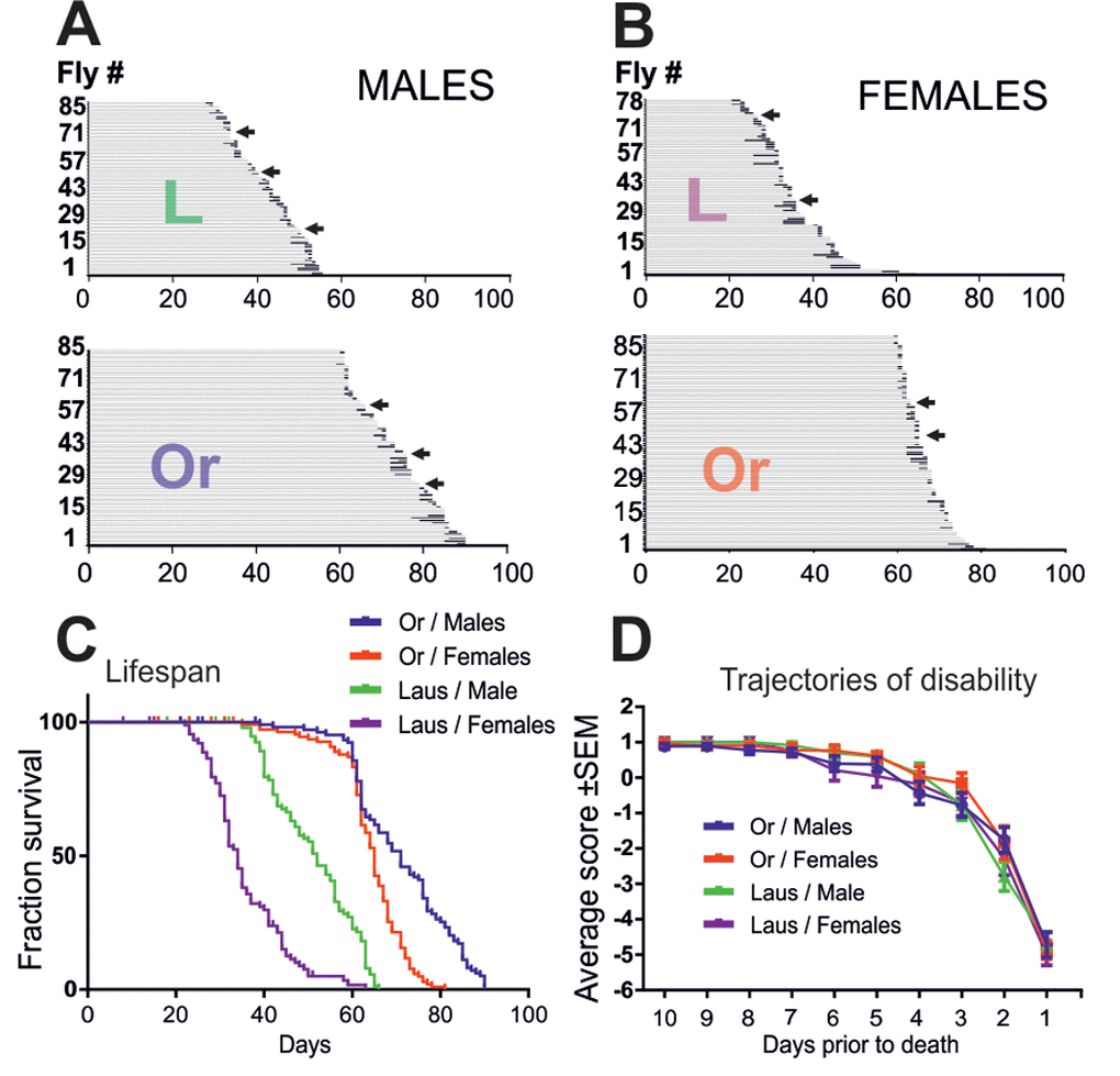 Oregon-R and Lausanne-S strains display similar late-life pathophysiology. (A, B) Life history chart of Oregon-R and Lausanne-S male (A) and female (B) flies individually tested in the startle assay daily from the age of 60 days (Oregon-R) and 20 days (Lausanne-S) until death. Gray bars indicate health-span and black bars ill-span. Arrows mark individuals that exhibited hyperactivity prior to death. (C) Survivorship curves of male and female Oregon-R and Lausanne-S flies of A and B. (D) Trajectories of disability are plotted separately for Oregon-R and Lausanne-S males and females as average performance scores during the last 10 days prior to death.