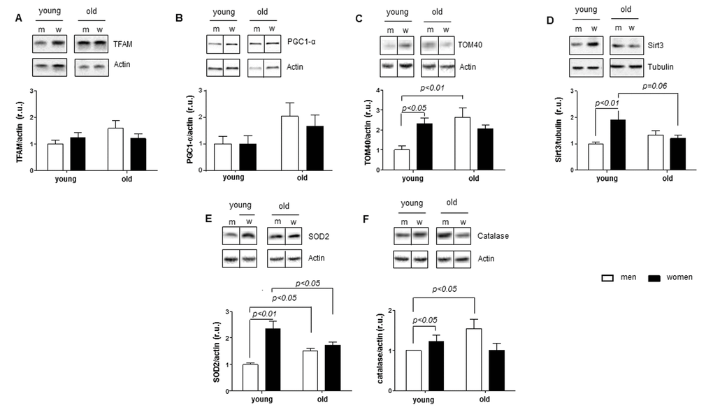 Age-related alterations in expression of mitochondrial and anti-oxidative enzymes. Expression of proteins related to mitochondrial function in non-diseased hearts in young and old men (m) and women (w). Western blot analysis and statistical analysis of (A) TFAM, (B) PGC1-α, (C) TOM40, (D) Sirt3, (E) SOD2 and (F) catalase protein expression. Proteins were normalized to tubulin or actin. Data are shown as the mean ± SEM (n= 6-9/group). Representative imaging of western blot analysis; the lanes were run on the same gel. All data were normalized to the corresponding control and expressed in relative units (r.u.).