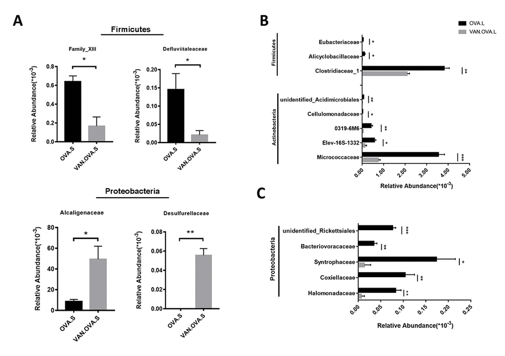 The representatively changed bacteria in the gut and lung followed by vancomycin administration in the OVA-induced asthma model. (A) Relative abundance of Family