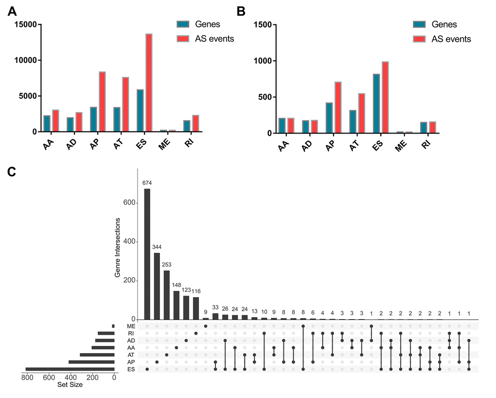 Prognosis-related alternative splicing (AS) events. (A) The number of AS events and corresponding genes included in the present study; (B) The number of prognosis-related AS events and corresponding genes obtained by using univariate COX analysis; (C) UpSet plots in papillary thyroid cancer, showing the interactions among the seven types of AS events. One gene may have up to three types of AS events.