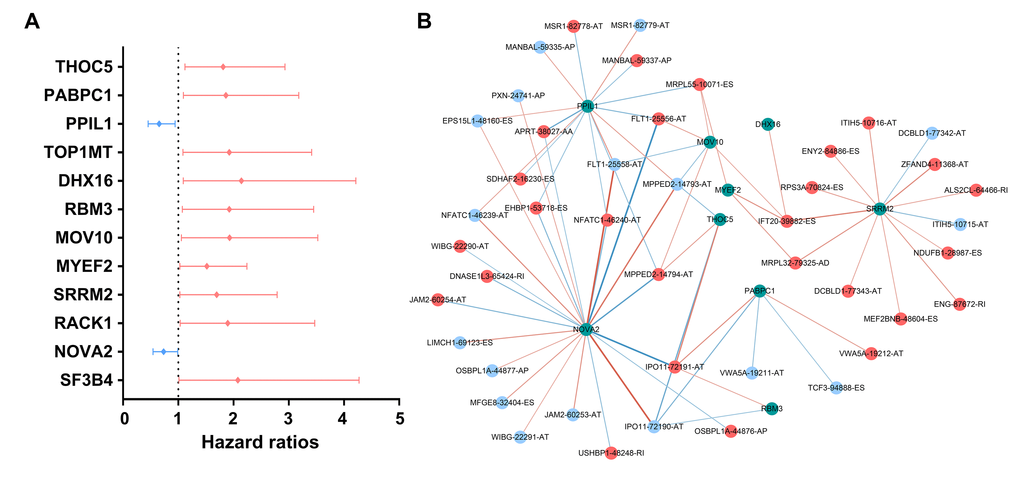 Survival-associated splicing factors and splicing correlation network in papillary thyroid cancer. (A) Survival-associated alternative splicing events; (B) Alternative splicing events whose PSI values were positively/negatively correlated with survival times are represented with red/blue dots. Green dots are survival-associated splicing factors. The positive/negative correlations between expressions of splicing factors and PSI values for alternative splicing are represented with red/blue lines.