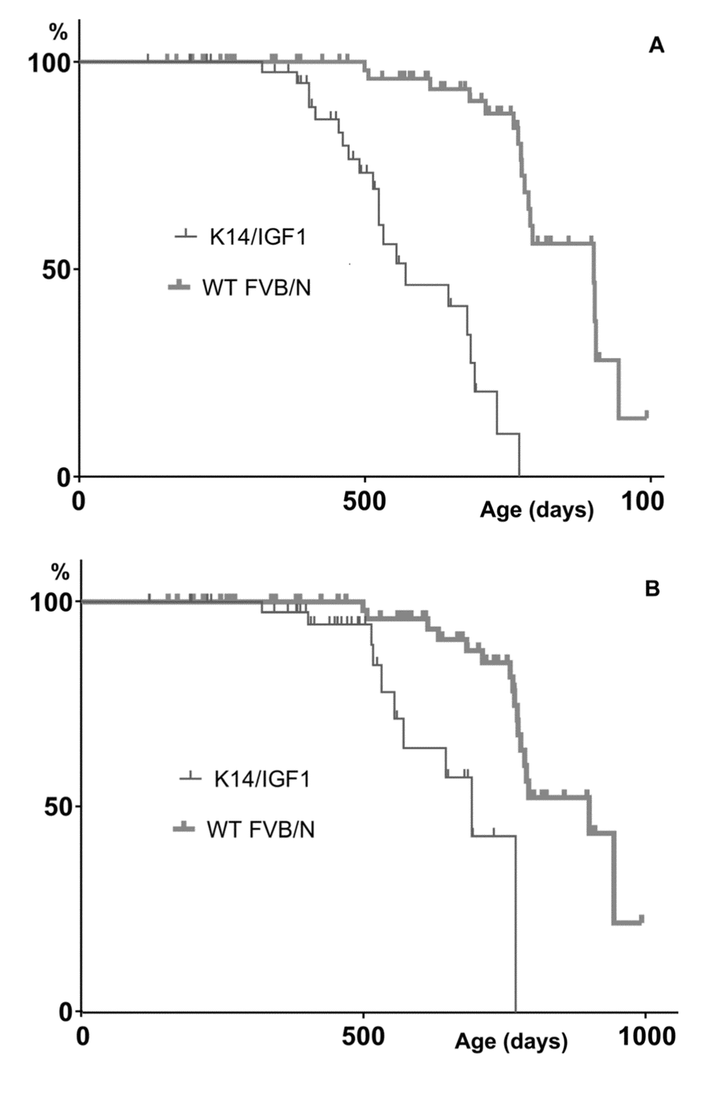 Kaplan-Meyer plots constructed upon censoring for the death cases that are not associated with any postmortem tumor detection. (A) or not associated with a postmortem tumor other than papilloma (B).