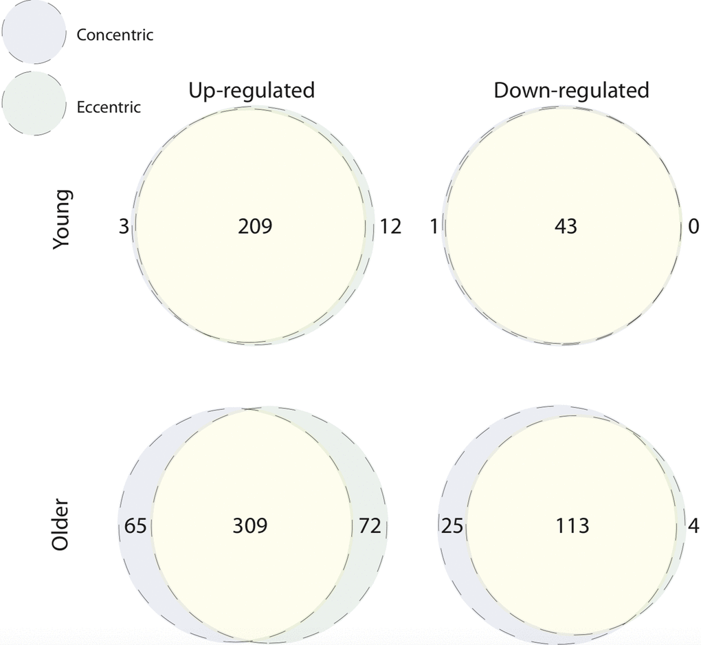 Concentric and eccentric exercise induce a common transcriptomic response in young and older muscle. Overlap of contraction mode-associated differentially expressed genes within age groups. Near complete overlap exists between up-regulated (top left Venn) and down-regulated (top right Venn) genes, 5 h after concentric and eccentric exercise in young muscle. Up-regulated (bottom left Venn) and down-regulated (bottom right Venn) genes in older muscle after concentric and eccentric exercise also display predominant overlap.