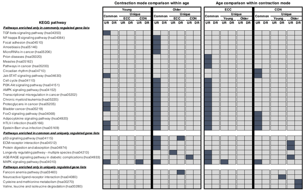 KEGG pathway analysis. Summary of significantly enriched KEGG pathways for the lists of differentially expressed genes that were identified as being either commonly or uniquely regulated when comparing between contraction mode within age group and between age groups within each contraction mode using the rank-rank hypergeometric overlap. Dark blue shading highlights which KEGG terms were found to be significantly enriched (adjusted P-value 