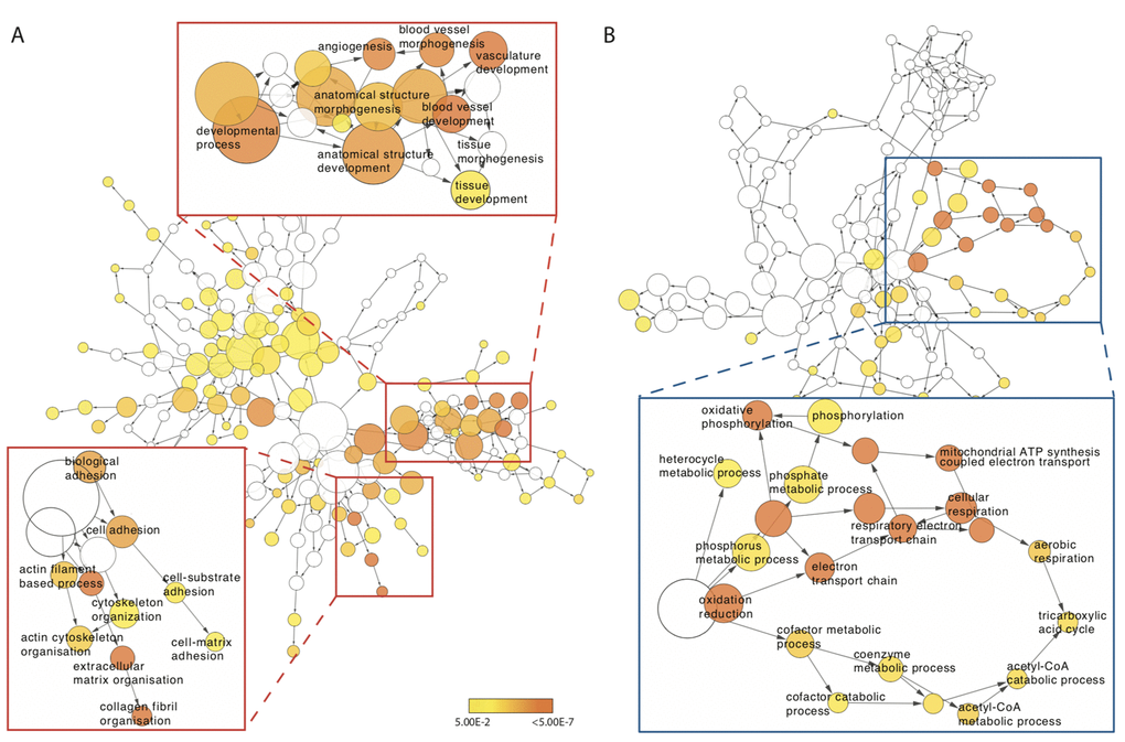 Concentric exercise-mediated transcriptomic profile of older muscle. (A) GO terms enriched for genes in older muscle that display increased expression 5 h post-concentric exercise. Red inserts highlight increased expression of GO terms associated with cytoskeletal, cell adhesion and extra-cellular matrix (bottom right) and blood vessel development (top left). (B) GO terms enriched for genes in older muscle that display reduced expression 5 h post-concentric exercise. Blue insert highlights reduced expression of GO term network associated with mitochondrial metabolism. Each node in the network represents a GO term with the size of each node corresponding to the number of genes associated with that term. Significantly enriched terms are coloured yellow with more significant terms a deeper shade.