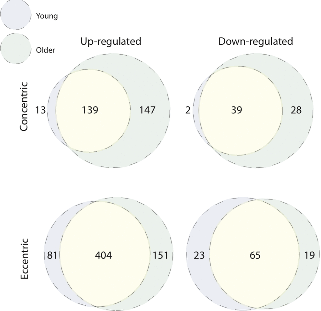 Unique age-related transcriptomic response to concentric and eccentric exercise. Overlap of age-associated differentially expressed genes within contraction modes. Both young and older muscle display unique signatures of differential gene expression 5 h post-concentric (up-regulated, top left Venn; down-regulated, top right Venn) and post-eccentric (up-regulated, bottom left Venn; down-regulated, bottom right Venn) exercise.