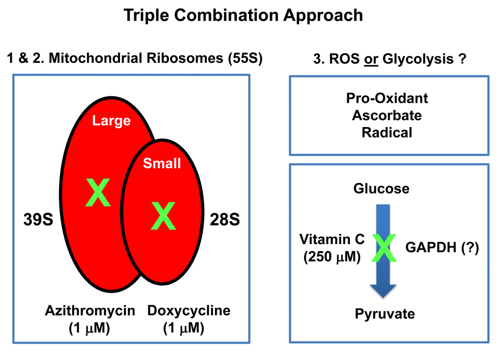 Summary diagram highlighting the mechanism(s) of action related to the triple combination of Azithromycin, Doxycycline and Vitamin C. This approach effectively results in the synergistic eradication of CSCs, using vanishingly small quantities of antibiotics. It is important to note Doxycycline and Azithromycin are not direct OXPHOS inhibitors, but instead are inhibitors of mitochondrial protein translation. The 2 metabolic targets are the large mito-ribosome and the small mito-ribosome. Azithromycin inhibits the large mitochondrial ribosome as an off-target side-effect. In addition, Doxycycline inhibits the small mitochondrial ribosome as an off-target side-effect. Vitamin C acts as a mild pro-oxidant and can stimulate the production of free radicals, driving mitochondrial biogenesis, secondary to mitochondrial oxidative stress and the anti-oxidant response. Vitamin C is also thought to act as an inhibitor of the glycolytic enzyme GAPDH (Glyceraldehyde 3-phosphate dehydrogenase). However, here, we did not observe any inhibition of glycolysis, when Vitamin C was tested alone.