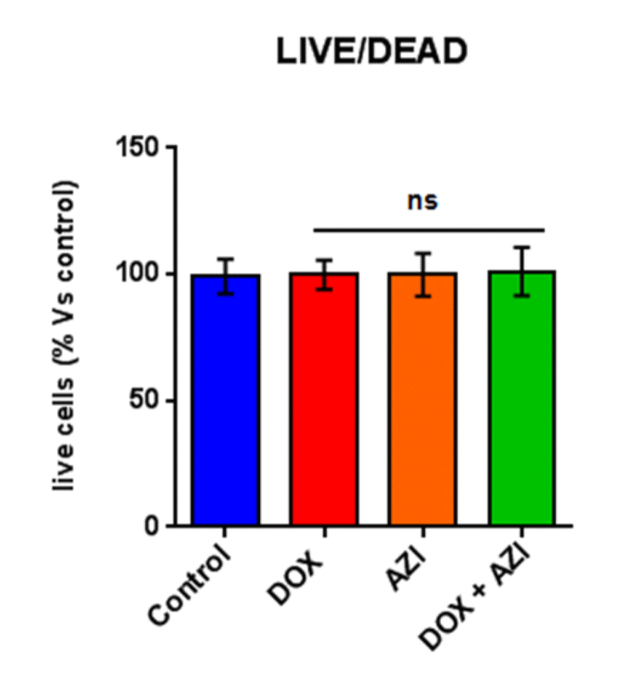 The Doxycycline (1 μM) plus Azithromycin (1 μM) combination is initially non-toxic under anchorage-independent growth conditions. MCF7 cells were first treated with the combination for 48 hours, as monolayers, and then they were trypsinized and re-seeded onto low-attachment plates for 12 hours, before they were subjected to a live/dead assay. Note that the combination has no effect on the number of live cells, indicating that it is non-toxic under anchorage-independent growth conditions. Nevertheless, the combination effectively inhibits the propagation of CSCs. DOX, Doxycycline (1 μM); AZI, Azithromycin (1 μM).