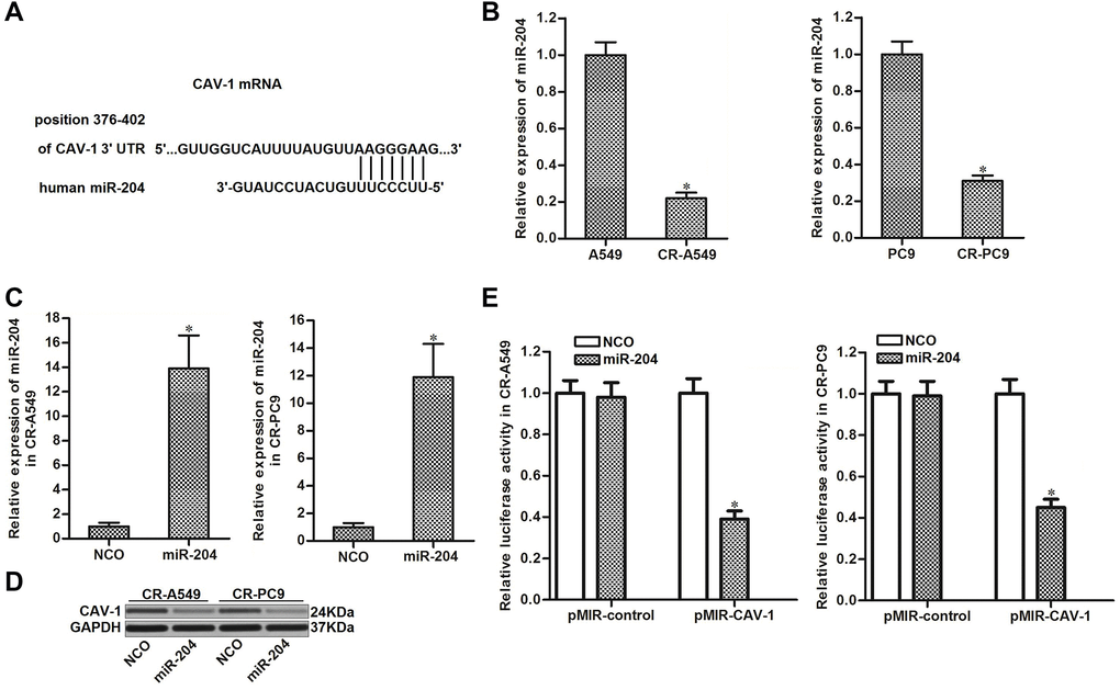 miR-204 targets CAV-1 in NSCLC. (A) Seed region of the CAV-1 3′ UTR paired with miR-204. (B) Expression of miR-204 in A549, CR-A549, PC9, and CR-PC9 cell lines. *PC) Transfection efficiency of miR-204 in CR-A549 and CR-PC9 cells. *P vs. NCO group. (D) Effect of miR-204 (50 pmol/ml) on the expression level of CAV-1 in CR-A549 and CR-PC9 cells. (E) Luciferase activities in CR-A549 and CR-PC9 cells were measured using the Dual-Luciferase Reporter Assay System. *P vs. NCO group.