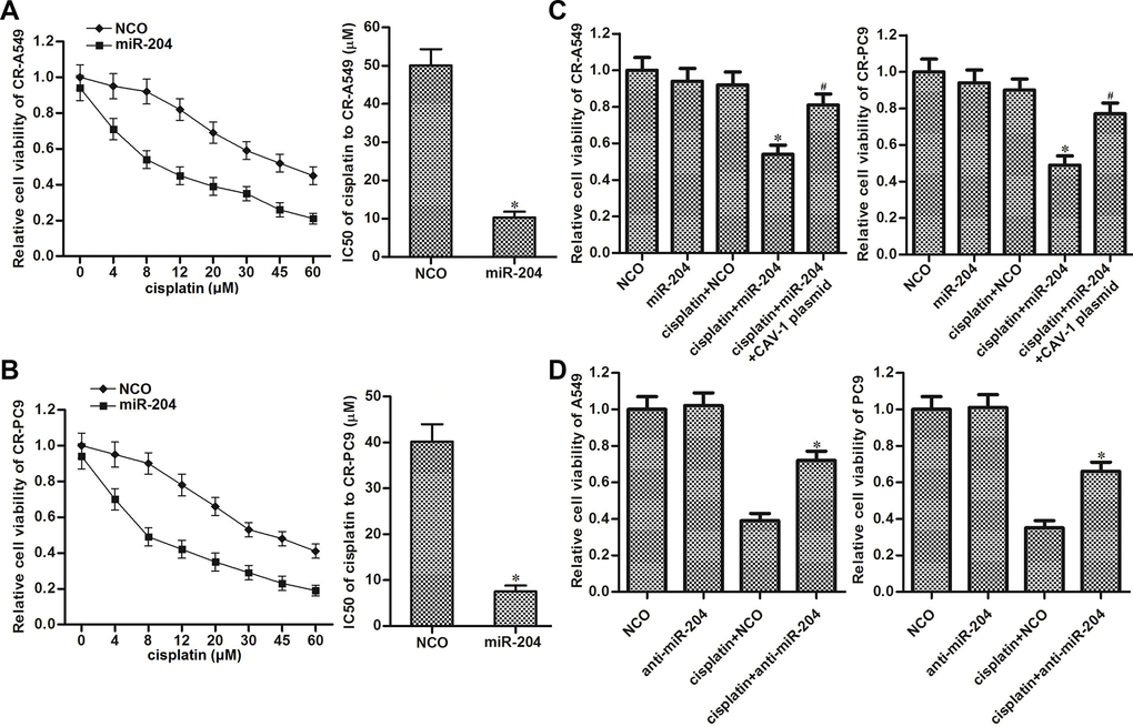 Role of the miR-204/CAV-1 axis in regulating cisplatin sensitivity in NSCLC. (A) Effect of miR-204 (50 pmol/ml) on the sensitivity of CR-A549 cells to cisplatin treatment (0–60 μM). *P vs. NCO group. (B) Effect of miR-204 (50 pmol/ml) on the sensitivity of CR-PC9 cells to cisplatin treatment (0–60 μM). *P vs. NCO group. (C) Effect of the CAV-1 plasmid (2 μg/ml) on protecting the CR-A549 and CR-PC9 cells that were co-treated with cisplatin (8 μM) and miR-204 (50 pmol/ml). *P vs. Cisplatin+NCO group. #P vs. Cisplatin+miR-204 group. (D) Effect of the anti-miR-204 (50 pmol/ml) on protecting the A549 and PC9 cells that were co-treated with cisplatin (8 μM). *P vs. Cisplatin+NCO group.