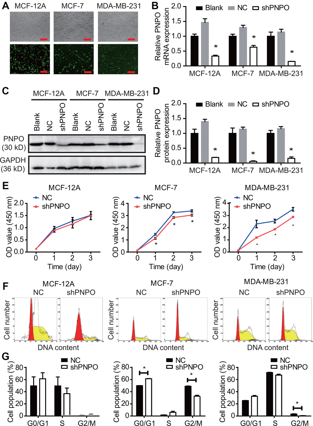 The effect of PNPO on breast cell proliferation. (A) The efficiency of lentiviruses infection with GFP and PNPO-shRNA in breast non-cancerous cells (MCF-12A) and cancerous cells (MCF-7 and MDA-MB-231) detected by immunofluorescence microscopy. Scale bar, 500 μm. (B) Effect of PNPO knockdown by PNPO-shRNA on PNPO mRNA expression in MCF-12A, MCF-7, and MDA-MB-231 cells detected by qRT-PCR. (C) Effect of PNPO knockdown by PNPO-shRNA on PNPO protein expression in MCF-12A, MCF-7, and MDA-MB-231 cells detected by Western blot. (D) Histograms show the semi-quantitative analyses of the gels from (C) after densitometry. (E) Effect of PNPO knockdown by PNPO-shRNA on cell viability in MCF-12A, MCF-7, and MDA-MB-231 cells detected by the CCK-8 assay. (F) Effect of PNPO knockdown by PNPO-shRNA on cell cycle in MCF-12A, MCF-7, and MDA-MB-231 cells detected by flow cytometry. (G) Histograms show the semi-quantitative analyses of the cell population in cell cycle phases. Blank, non-infected cells; NC, negative control of shRNA; shPNPO, PNPO-shRNA. n = 3; * P 