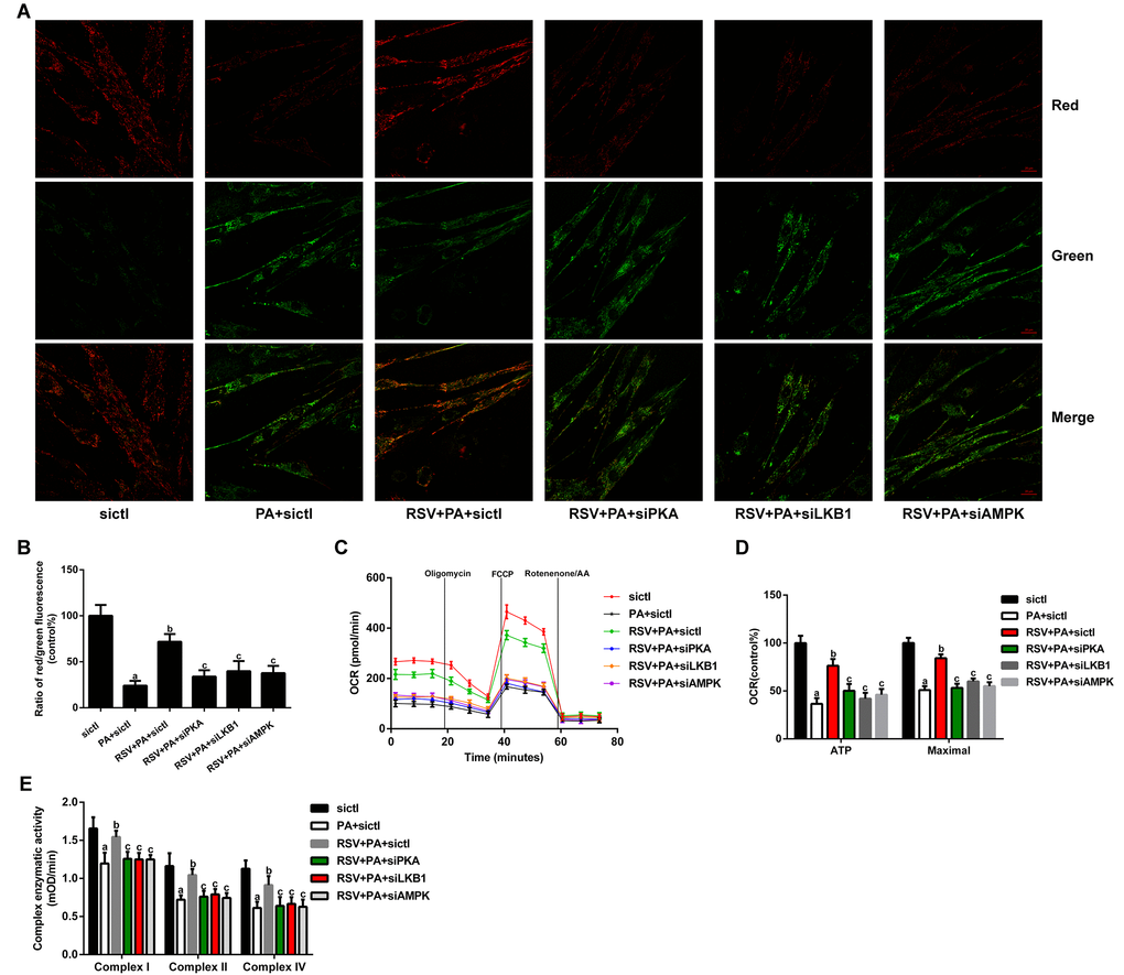 Effects of RSV on mitochondrial function in L6 myotubes. (A) Representative images used for determination of the Δψm in vitro. Scale bar, 20 μm. (B) Ratio of red to green fluorescence. (C) Respiration curve of each group. (D) The bar charts show the quantification of ATP production and maximal respiration. (E) Activities of complexes I, II, and IV. Data are expressed as the mean ± SD. aP bP cP 