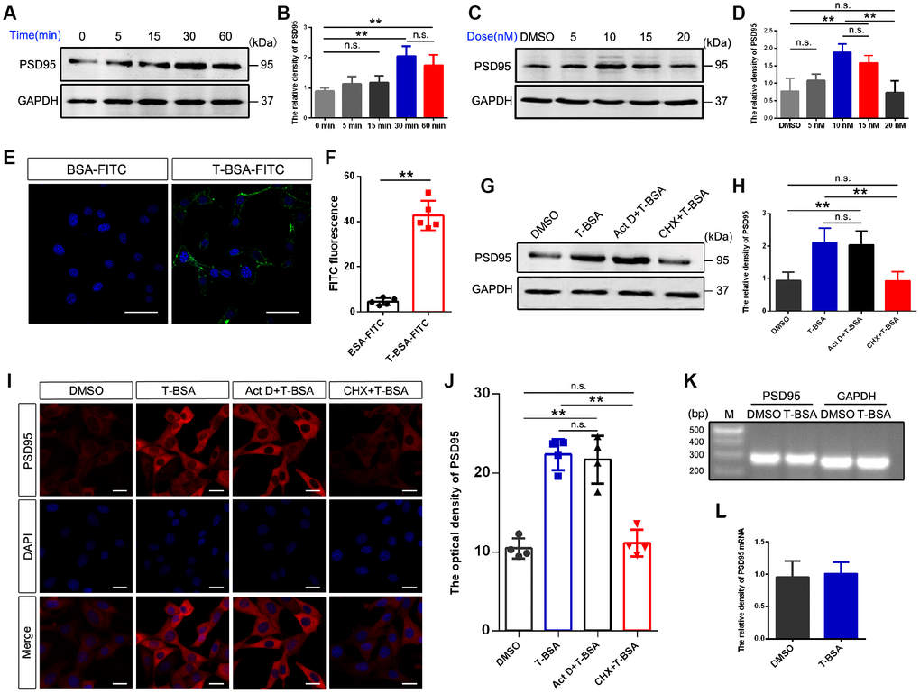 T-BSA rapidly increased PSD95 expression through a transcription-independent mechanism. (A and B) Time-dependent effects of T-BSA (0 min, 5 min, 15 min, 30 min and 60min) on PSD95 protein levels (n=5). (C and D) Dose-dependent effects of T-BSA (DMSO, 5 nM, 10 nM, 15 nM and 20 nM) on PSD95 protein levels (n=5). (E and F) FITC signals on the HT22 cell plasma membrane (n=5, scale bars = 50 μm). (G and H) Western blotting for PSD95 expression induced by T-BSA in HT22 cells pre-treated with 10 μM Act D or 200 μM CHX for 2 h (n=5). (I and J) Immunofluorescence staining for PSD95 induced by T-BSA in HT22 cells pre-treated with Act D or CHX (n=4, scale bars = 20 μm). (K and L) RT-PCR for PSD95 mRNA level induced by T-BSA (n=5). (n.s.: non-significant; * P P 