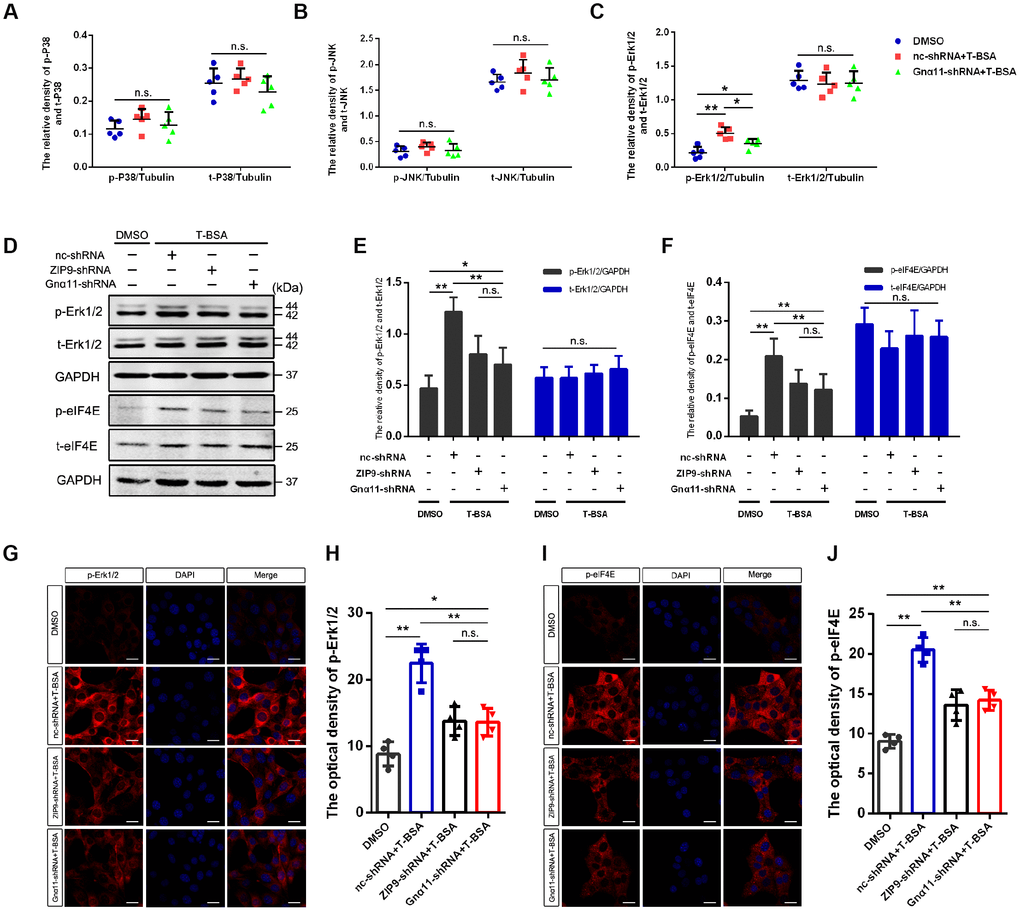 T-BSA upregulated the phosphorylation level of Erk1/2 and eIF4E through ZIP9/Gnα11. (A–C) The ratio of phosphorylated/total levels of P38 (A), JNK (B), and Erk1/2 (C) detected in HT22 cells pre-treated with nc-shRNA or Gnα11-shRNA using Flowmetric Luminex xMAP® assay (n=5). (D–F) Western blotting for the phosphorylated/total levels of Erk1/2 and eIF4E induced by T-BSA pre-treated with nc-shRNA, ZIP9-shRNA, or Gnα11-shRNA (n=5). (G–J) Immunofluorescence staining for the phosphorylation level of Erk1/2 and eIF4E induced by T-BSA pre-treated with nc-shRNA, ZIP9-shRNA or Gnα11-shRNA (n=4, scale bars = 20 μm). (n.s.: non-significant; * P P 