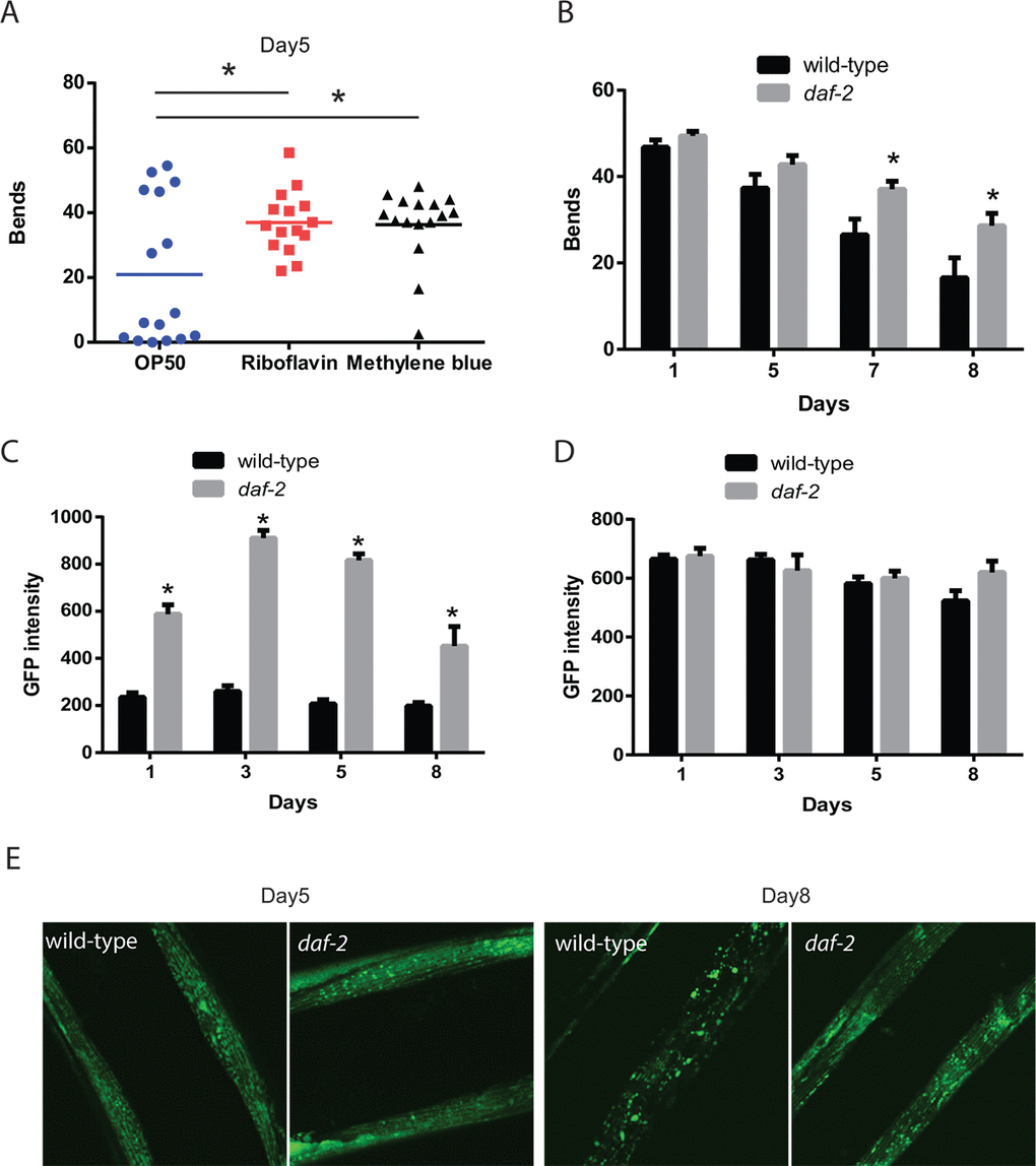 Increased mitochondrial capabilities are associated with enhanced mobility during aging. (A) Animals treated with riboflavin and methylene blue which can increase the activity of dysfunctional mitochondria show increased mobility compared to control treated animals. The mobility of wild-type adult day 5 animals, treated with or without mitochondrial activators riboflavin (2.6 mM) and methylene blue (75 mM), was assessed by the measurement of thrashing behavior in liquid. The scatter plot graphs show the average numbers of body bends during a 30 second period. N = 12 for all genotypes and ages. * represents p t‐test. (B) Reductions in daf-2 insulin-like signaling in the daf-2/IGFR mutant result in preserved mobility during aging. The mobility of aging wild-type and daf-2(e1371) mutant animals was assessed through the measurement of thrashing behavior in liquid. The bar graphs show the average numbers of body bends during a 30 second period on days 1, 3, 5, and 8 of adulthood. N = 12 for all genotypes and ages. * represents p t‐test. (C) daf-2 mutants exhibit increased muscle mitochondrial mass as shown by digital imaging and quantitation of a muscle-expressed mitochondrial targeted GFP protein. Bars represents average muscle GFP fluorescence on adult days 1, 3, 5, and 8 in daf-2 mutant and wild-type animals. N >12 animals for all genotypes and ages. * represents p t‐test. (D) daf-2 mutant and wild-type animals show similar expression of muscle filaments as revealed by digital imaging and quantitation of a muscle-expressed MYO-3::GFP fusion protein. N >12 animals for all ages and genotypes. (E) Confocal images showing muscle mitochondria in animals expressing a mitochondrial-localized GFP reveal that on adult day 5, the mitochondrial in daf-2 mutant animals show a well-organized interconnected reticulum of mitochondria. In wild-type animals, the mitochondria network shows some gaps and consists of fewer mitochondria as a longer exposure time is needed to capture an image with similar brightness to the daf-2 mutant. By adult day 8, the wild-type animals show a significant breakdown of the network with the formation of large abnormally-shaped mitochondria. In contrast, the filamentous network is still largely intact in the daf-2 mutants.