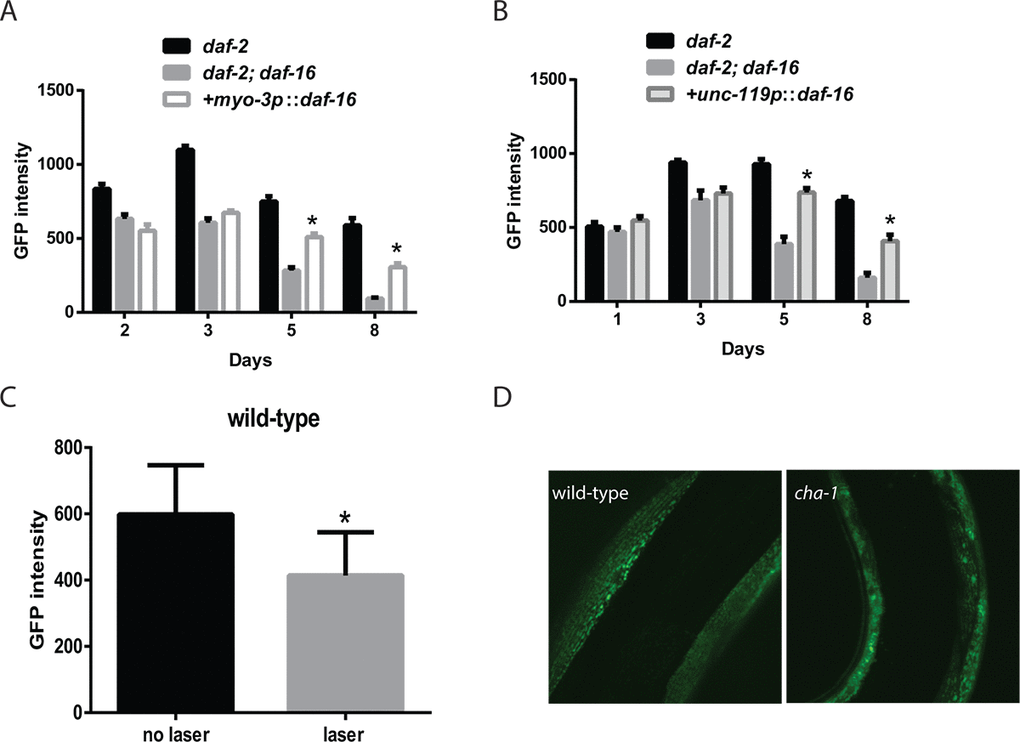 Innervation and cholinergic signaling alters the muscle mitochondrial mass and structure. Transgenes expressing daf-16 in either the muscle (A) or nervous system (B) were introduced into a daf-2 daf-16 mutant and the effects on muscle mitochondrial mass were assessed. The restoration of daf-16 in either the muscle (A) or neurons (B) can both partially restore the mitochondrial mass of the daf-2 mutant measured by the fluorescence from a muscle-expressed mitochondrial-localized GFP on the indicated days of adulthood. N >12 for all ages and genotypes. * represents p t‐test. (C) The severing of motor neuron commissures via laser axotomy produces a decline in muscle mitochondrial mass in the denervated muscles as shown by the imaging and quantitation of a mitochondrial-localized GFP. * represents p t‐test. (D) Disruption of cholinergic signaling in a cha-1 mutant produces aging-like changes in mitochondrial structure including the formation of abnormal GFP+ aggregates. Shown are confocal images from adult day 3 wild-type and cha-1 mutants grown at the semi-permissive temperature of 22.5ºC captured from animals expressing a mitochondrial-localized GFP to label the muscle mitochondria.