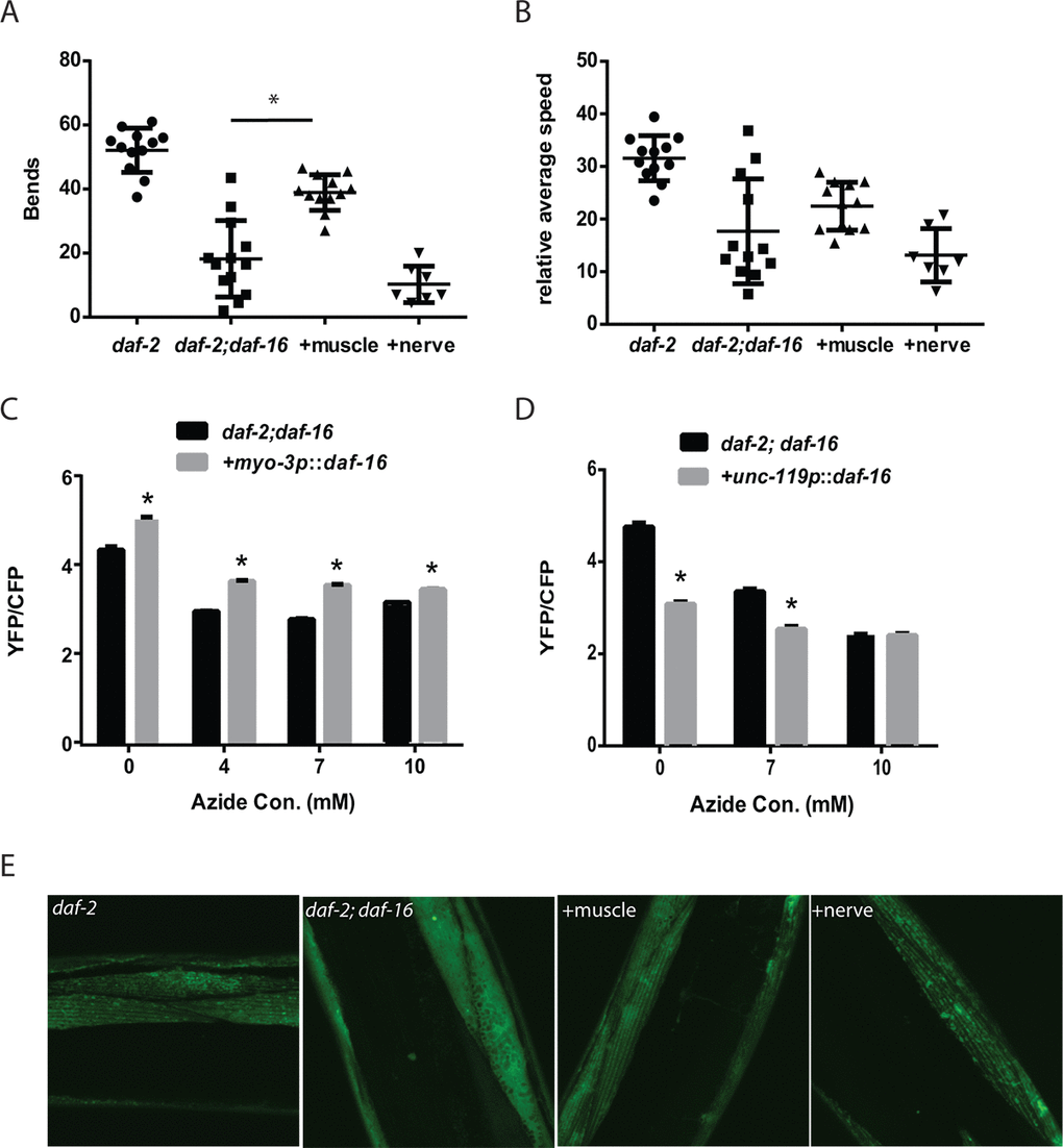 Cell autonomous and non-cell autonomous actions of daf-16 in the muscle and nervous system of daf-2 mutant animals. Transgenes expressing daf-16 in either the muscle or nervous system were introduced into a daf-2 daf-16 mutant and the effects on mobility as shown by thrashing behavior in liquid was assessed. Shown are bar graphs depicting either the average number of body bends (A) or relative speed (B) over a 30 second period by adult day 5 daf-2, daf-2 daf-16, or daf-2 daf-16 mutants with daf-16 restored in the muscle (+muscle) or neurons (+nerve). N = 12 for all genotypes. * represents p t‐test. Moreover, the rescue of daf-16 in the muscle (C), but not the neurons (D), is able to restore the increased mitochondrial activity of the daf-2 daf-16 mutants as shown by treatment with increasing doses of the mitochondrial inhibitor sodium azide. N = 60 - 70 worms per genotype and treatment. * represents p t‐test. (E) While the rescue of daf-16 in both the muscle and neurons increased mitochondrial mass, only rescue in the muscle (+muscle) improved mitochondrial structure in day 5 animals compared to daf-2 daf-16 mutants or animals with daf-16 restored in the nervous system (+nerve) as shown by confocal images of muscle mitochondria.