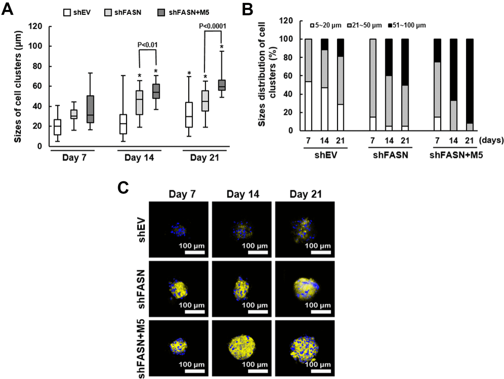 Size distribution and biomineralization of bmMSC cell clusters. (A) The sizes of cell clusters in the scaffolds incubated in the bioreactor for 7, 14, and 21 days were measured by SEM. One-way ANOVA plus Scheffe’s post hoc tests were used to analyze the differences. *, PB) The cell clusters of shEV, shFASN, and shFASN+M5 groups were categorized by the size (5~20 μm, 21~50 μm, and 51~100 μm), and the percentage was calculated. (C) The cell clusters were stained with xylenol orange to indicate the biomineralized areas, and with Hoechst 33342 to indicate the location of nucleus.