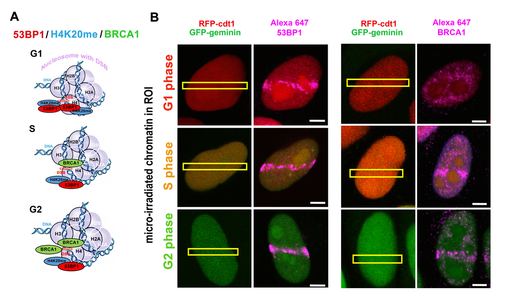 (A) Illustration of the levels of 53BP1, H4K20me2/me3 and BRCA1 in the G1, S and G2 phases of the cell cycle. (B) An example of recruitment of the 53BP1 protein and BRCA1 (both violet) to locally induced DNA lesions by laser microirradiation in the G1 (red), S (orange) and G2 cell cycle phases. HeLa-Fucci cells that expressed RFP-tagged Cdt1 (red) in the G1 phase and GFP-tagged geminin in the G2 phase were used. This figure shows maximal projection from 60 optical sections (in each example) and provides a pictorial illustration of the 53BP1 and BRCA1 levels in the G1, S, and G2 phases of the cell cycle as published elsewhere. Due to both RFP-ctd1 and GFP-geminin expression, cells were fixed by formaldehyde, and immunostaining with an antibody against 53BP1 or BRCA1 was performed (see Alexa-647 stained 53BP1 or BRCA1). For methodology explaining immunofluorescence and the use of local laser microirradiation, see [161].