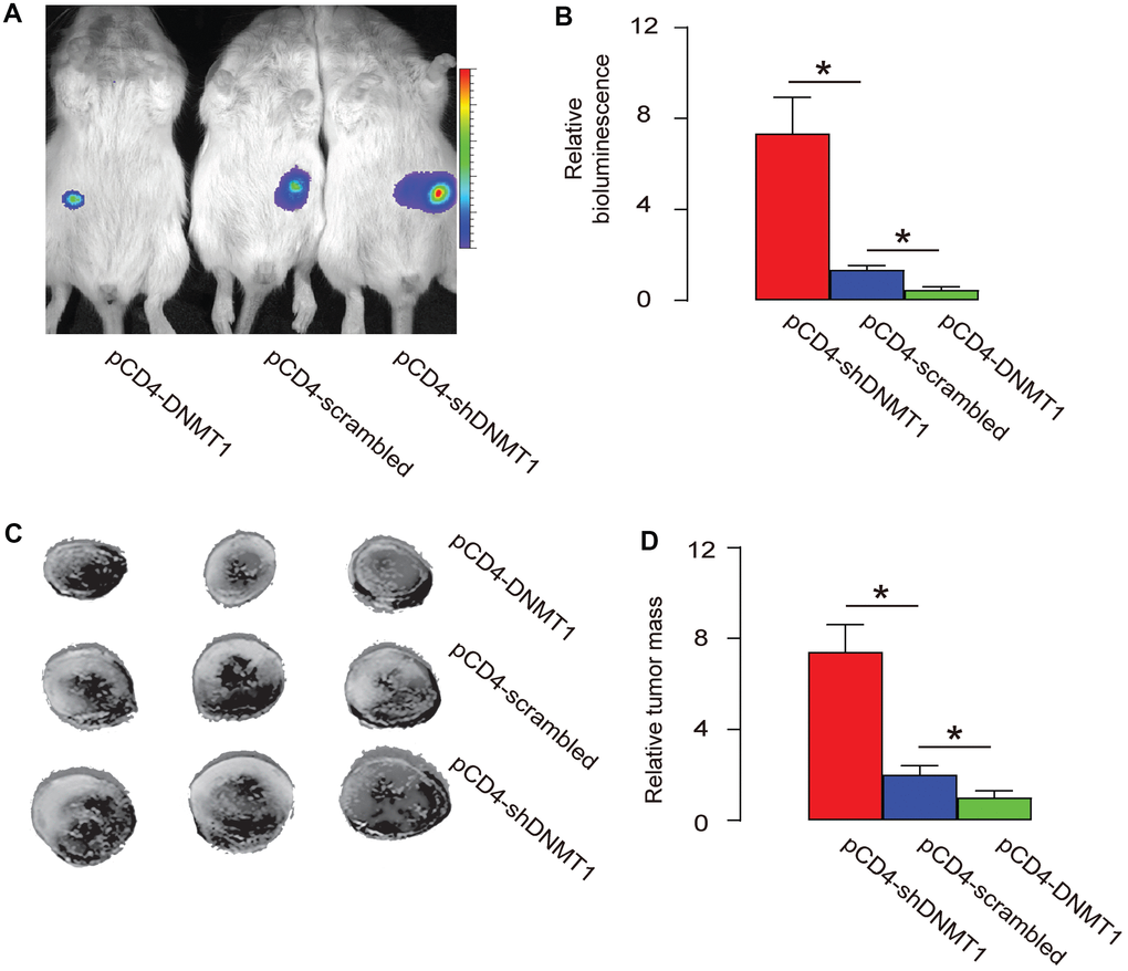 Epigenetic alteration in intratumoral T-cells affects tumor growth. A mouse HCC cell line Hepa1-6 that expresses luciferase reporter was subcutaneously implantated into C57/BL6 mice to generate detectable tumor. From the second week after transplantation, intratumoral injection with pAAV-pCD4-DNMT1, or pAAV-pCD4-scrambled, or pAAV-pCD4-shDNMT1 was done every week till 8 weeks, when the mice were sacrificed. (A–B) The bioluminescence analysis at sacrifice, shown by representative images (A), and by quantification (B). (C–D) Measurement of dissected tumor mass, shown by representative images (C), and by quantification (D). *p