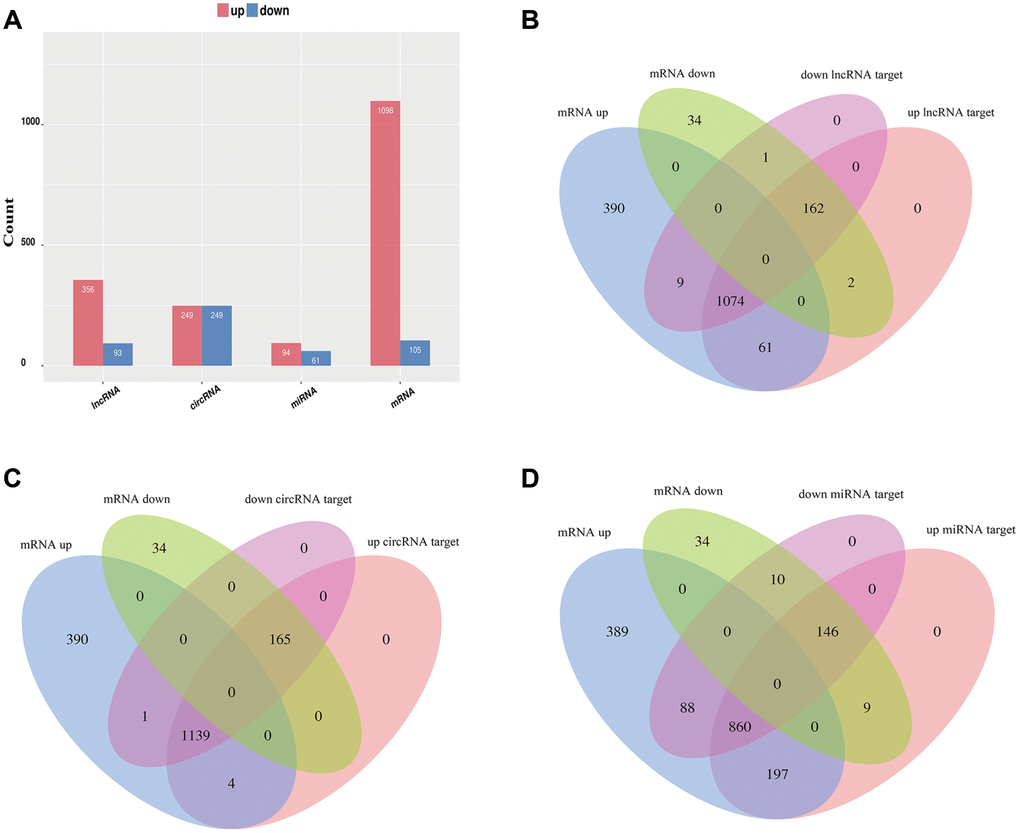 Overview of relative differential expression of ncRNAs. (A) Histogram showing the number of dysregulated ncRNAs and mRNAs. (B–D) Venn diagram showing the overlap between the target mRNAs of dysregulated ncRNAs and dysregulated mRNAs.