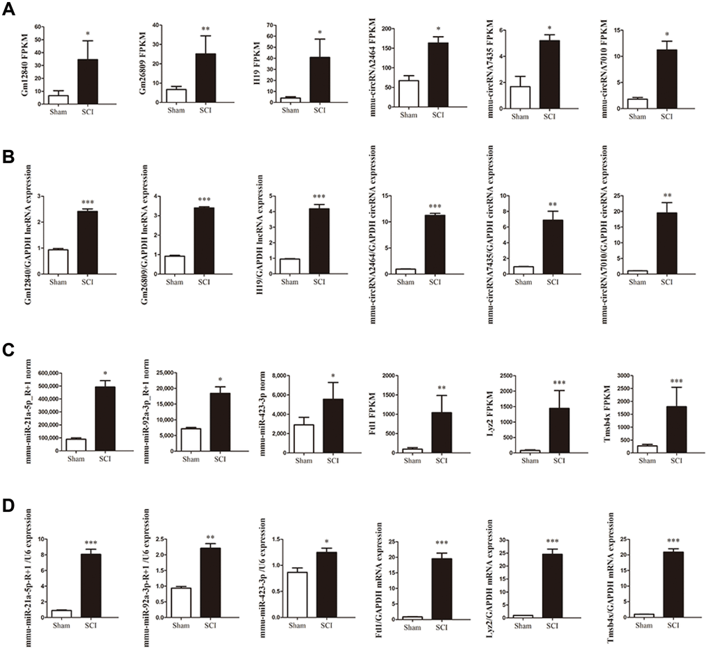 Validation of differential ncRNA and mRNA expression. (A, C) Sequencing results of the ncRNAs and mRNAs. (B, D) Expression of corresponding ncRNAs and mRNAs validated by qRT-PCR.