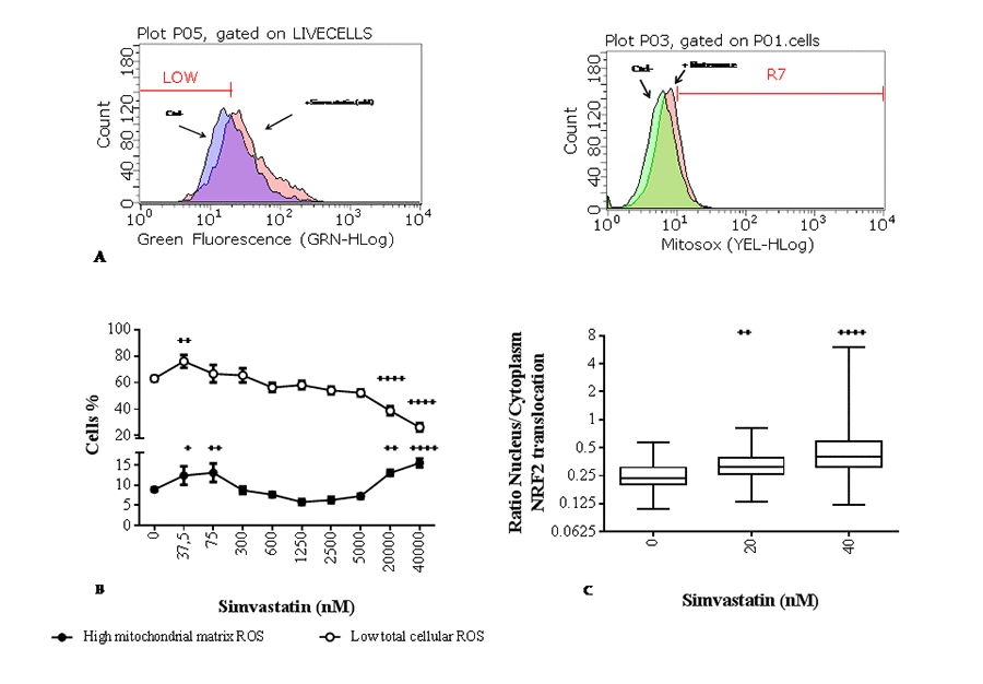 Effect of simvastatin on reactive oxygen species (ROS) levels and nuclear factor (erythroid-derived 2)-like 2 (NRF2) translocation. (A) Flow cytometric distribution of cells according to their cellular (DCF) and mitochondrial matrix (Mitosox) ROS content in a reference experiment to define gates relative to low and high ROS respectively. (B) Percentage of MitoSOX positive human dermal fibroblasts with elevated mitochondrial superoxide anion (●) and DCF negative cells with low cellular reactive oxygen species (○) after exposure to different concentrations of simvastatin for 72 h. Data (n=9) are reported as mean % of cells and standard error. (C) Nuclear translocation of NRF2 in simvastatin treated samples for 72 h (20 and 40 nM) and unexposed control. Data are expressed as ratio of NRF2-FITC associated green fluorescence in the nucleus and cytoplasm. Data are reported as box-plot with 50% of the population reported in the box; horizontal lines indicate min, median, and max values. Significance difference vs 0 nM + p++ p+++ p++++ p