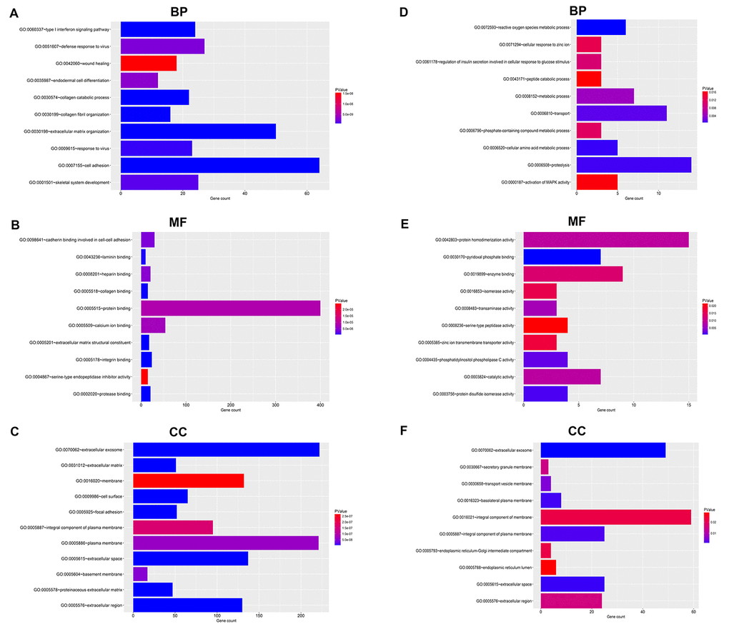 GO functional annotation for the significant DEGs. (A) The top ten enriched biological process (BP) of the upregulated significant DEGs. (B) The top ten enriched molecular function (MF) of the upregulated significant DEGs. (C) The top ten enriched cellular component (CC) of the upregulated significant DEGs. (D) The top ten enriched biological process (BP) of the downregulated significant DEGs. (E) The top ten enriched molecular function (MF) of the downregulated significant DEGs. (F) The top ten enriched cellular component (CC) of the downregulated significant DEGs.