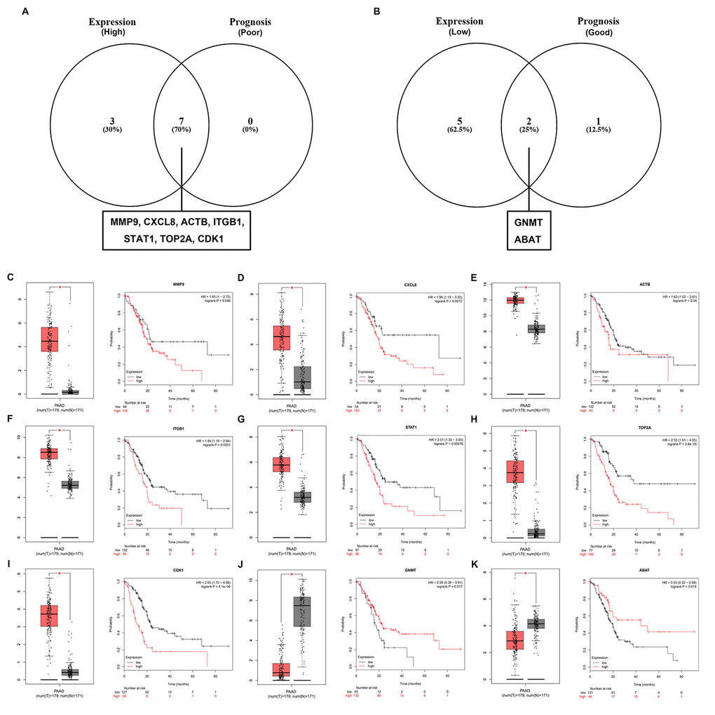 Screening the key genes in pancreatic cancer. (A) Identification of key genes among the top 10 hub genes of the significant upregulated DEGs by combining expression and prognosis analyses using GEPIA and Kaplan Meier-plotter databases, respectively. (B) Identification of key genes among the top 10 hub genes of the significant downregulated DEGs by combining expression and prognosis analyses using GEPIA and Kaplan Meier-plotter databases, respectively. (C) Expression and prognostic value of MMP9 in pancreatic cancer. (D) Expression and prognostic value of CXCL8 in pancreatic cancer. (E) Expression and prognostic value of ACTB in pancreatic cancer. (F) Expression and prognostic value of ITGB1 in pancreatic cancer. (G) Expression and prognostic value of STAT1 in pancreatic cancer. (H) Expression and prognostic value of TOP2A in pancreatic cancer. (I) Expression and prognostic value of CDK1 in pancreatic cancer. (J) Expression and prognostic value of GNMT in pancreatic cancer. (K) Expression and prognostic value of ABAT in pancreatic cancer.