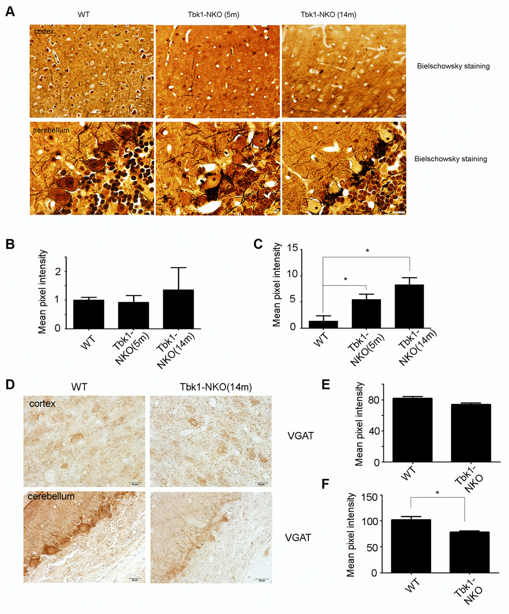 Assessment of neuropathological changes. (A) Bielschowsky staining of the cortex and cerebellum in mice aged 5 and 14 months (n = 3). A neurofibrillary tangle is indicated by a white arrow. Bar = 10 mm. (B–C) Quantification of dendritic densities (n = 3); *P D) VGAT immunostaining of the cortex and cerebellum of mice at 5 and 14 months (n = 3). Bar = 10 mm. (E–F) Quantification of VGAT expression. Mean pixel intensity was analyzed using image J software (n = 3); *P 