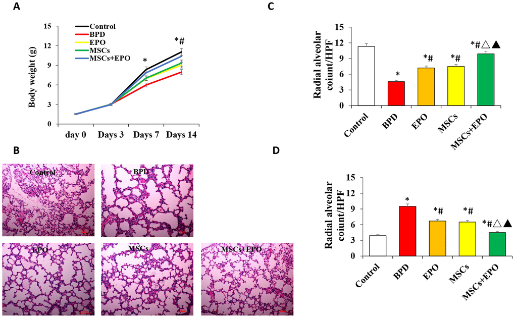 Effect of MSCs+EPO on body weight and lung injury. Experimental animals were continuously exposed to high oxygen environment for14 days to established BPD mode. MSCs and EPO were injected at 1h before and 7d after high oxygen exposure. (A) The average body weight was measured at 3-,7- and 14- day post-operation in each group. (B) Lung histopathology was detected by H&E staining(×100 magnification). (C) A morphometric analysis was conducted using performing radial alveolar counts (RAC) and, (D) A morphometric analysis of the alveolar septum thickness. Data are presented as the mean ± SD. *P #P △P▲P