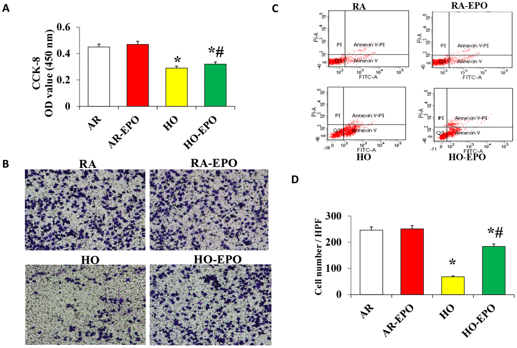 Analysis of MSC proliferation, migration, and apoptosis in vitro. (A) Cell proliferation was detected by the colorimetric CCK-8 assay. (B) Cell migration was detection by a Transwell assay in vitro. (C) Cell apoptosis was analyzed by flow cytometry using annexin V binding and PI staining. Data are presented as the mean ± SD. *P 