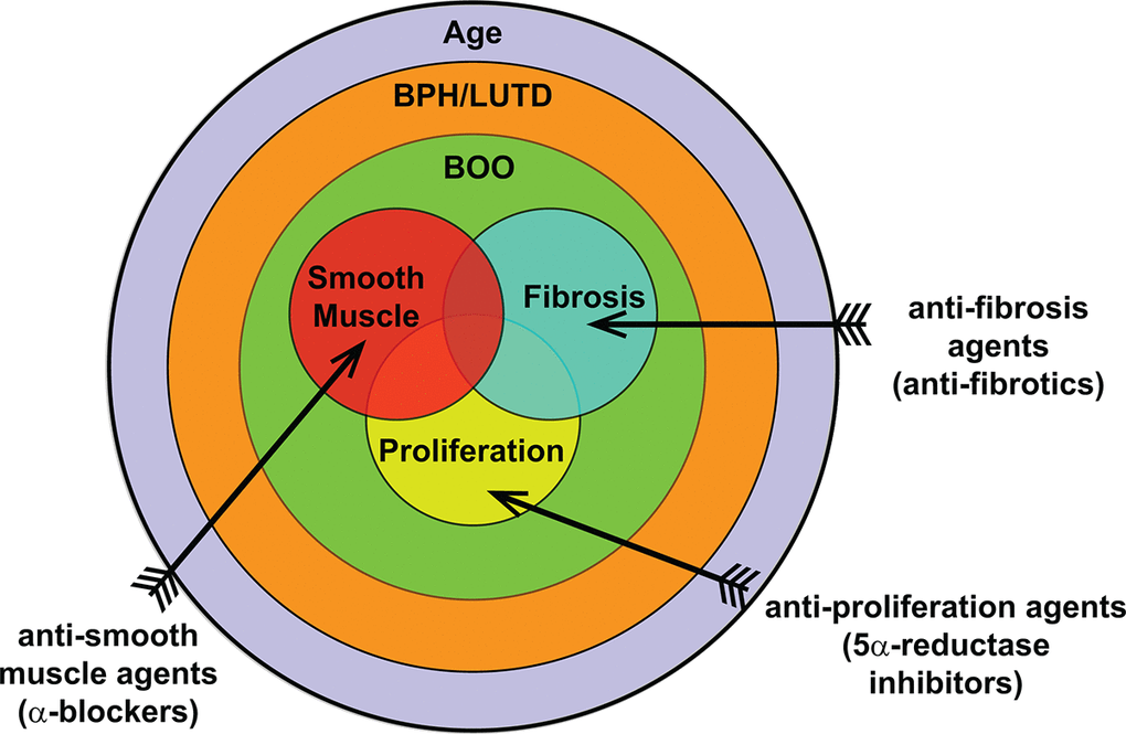 Overall contribution of age to BPH pathogenic mechanisms. BPH/LUTD is a disease that occurs through the normal course of aging and often manifests clinically as bladder outlet obstruction (BOO). The main contributing factors of BOO include proliferation, smooth muscle, and fibrosis. Treatments currently include anti-proliferation agents (5ARI) and anti-smooth muscle agents (α-blockers); anti-fibrosis agents remain to be examined.