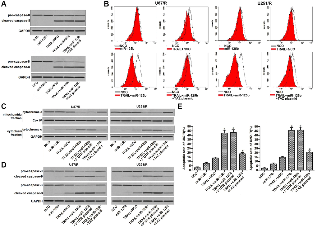 MiR-125b mimics targets TAZ to enhance the TRAIL-dependent mitochondrial apoptosis in U251/R and U87/R. (A) MiR-125b mimics failed to promote the caspase-8 activation in TRAIL-treated U251/R and U87/R cells. (B) MiR-125b mimics targeted TAZ to the enhance the TRAIL-induced damage of mitochondrial membrane potential (MMP) of U251/R and U87/R. (C) Protein level of cytochrome c in mitochondria or cytoplasm faction of U251/R and U87/R cells. (D) MiR-125b mimics targeted TAZ to the enhance the TRAIL-induced activation of caspase-9 and -3 in U251/R and U87/R cells. (E) MiR-125b mimics targeted TAZ to enhance the TRAIL-dependent cell apoptosis of U251/R and U87/R. *P vs. TRAIL + NCO group. #P vs. TRAIL + miR-125b group.