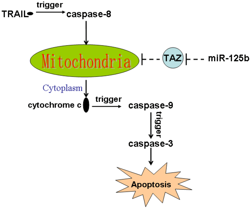 Schema of the predicted mechanisms implicated in glioma cells response to TRAIL and miR-125b. Overexpression of miR-125b suppressed the expression of TAZ, and thus promoted the TRAIL-dependent collapse of outer mitochondrial membrane potential and permeability. As the results, combination with miR-125b and TRAIL induced release of cytochrome c into the cytoplasm from the damaged mitochondria. In the presence of cytochrome c, caspase-9 and its downstream caspase-3 was cleaved. Finally, the caspases-dependent apoptosis occurs.