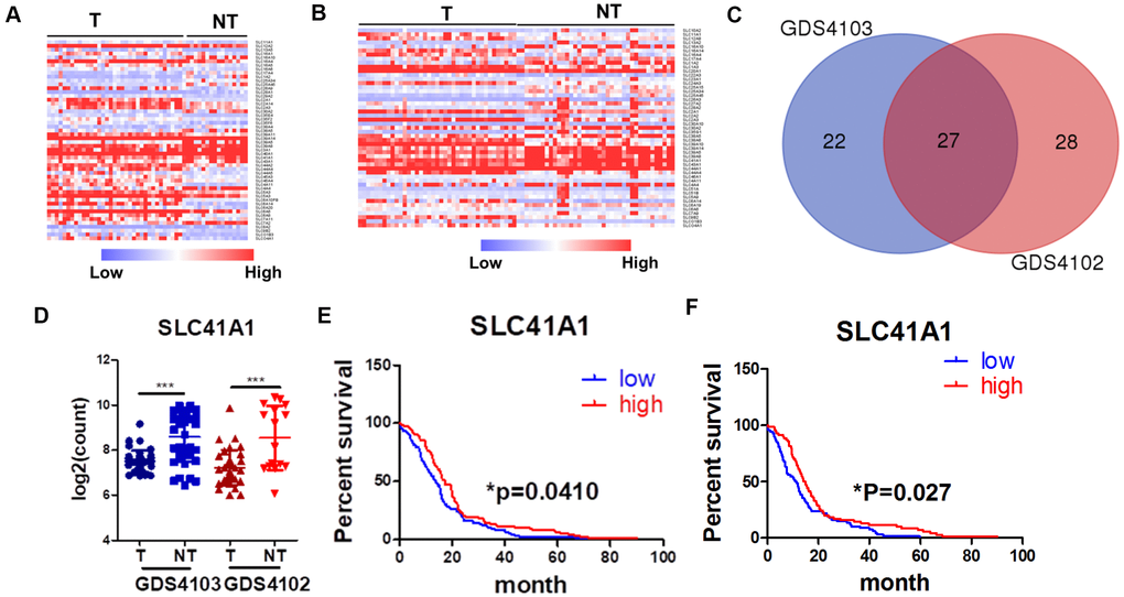 SLC proteins are differentially expressed in PDAC. (A) Expression profile of SLC proteins in dataset GDS1403. (B) Expression profile of SLC proteins in dataset GDS1402. (C) Venn diagram of overlapping genes between two datasets. (D) SLC41A expression was down-regulated in PDAC patients; (E) SLC41A expression was inversely correlated to the overall survival of PDAC patients; (F) SLC41A expression was inversely correlated to the progression-free survival of PDAC patients; *p 