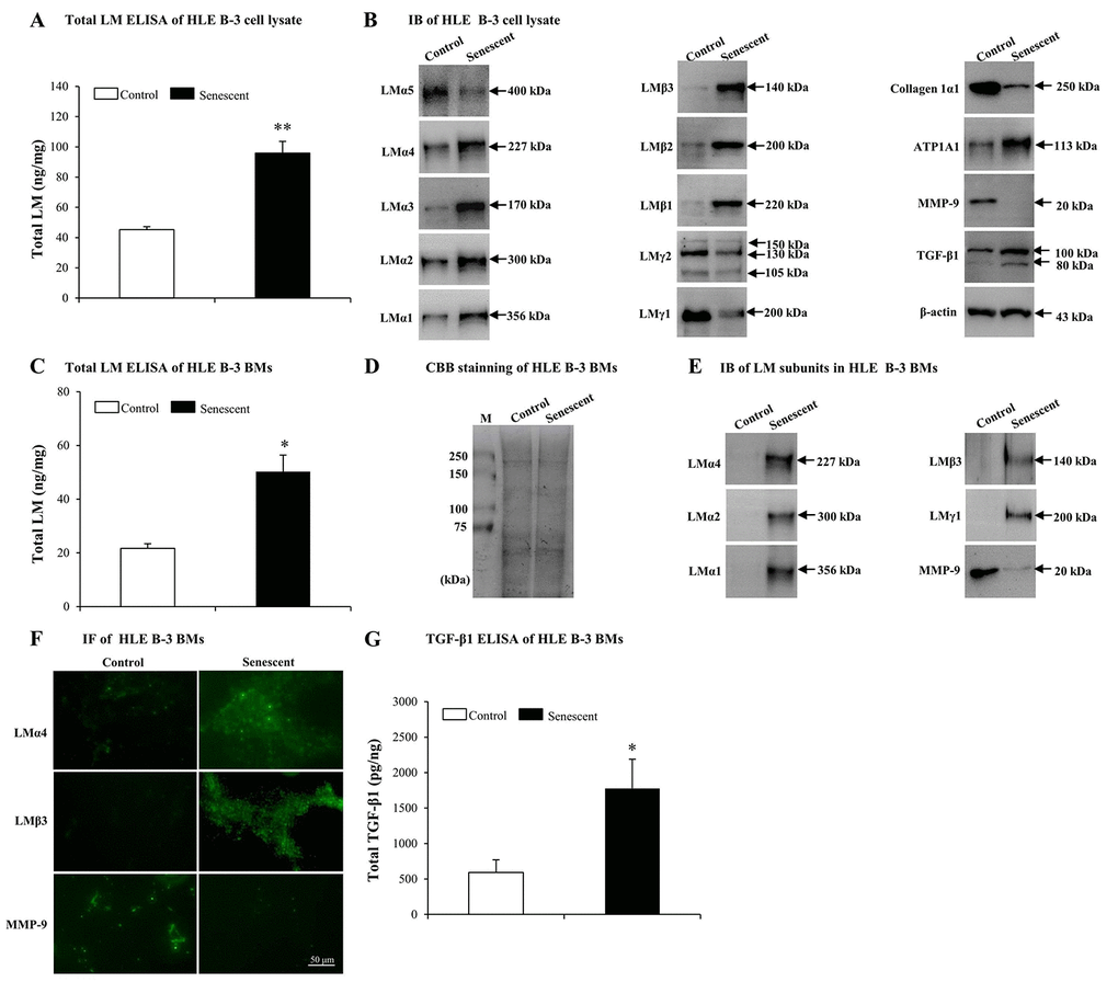 Elevated laminins (LMs) in senescent HLE B-3 cells and cell basement membranes (BMs) induced by H2O2. Cells (or cell BMs) of the control group were cultured in medium only, while cells (or cell BMs) of senescent group were cultured in medium with H2O2 (400 μM) for 96 h. (A) Total LM in HLE B-3 cells as detected by ELISA (data were analyzed by paired t-test). (B) Immunoblot analysis of 11 LM subunits, collagen 1α1, ATP1A1, MMP-9, and TGF-β1 in HLE B-3 cells. (C) Total LM in HLE B-3 cell BMs as detected by ELISA (data were analyzed by paired t-test). (D) SDS-PAGE analysis followed by CBB staining of HLE B-3 cell BMs. (E) Immunoblot analysis of LM subunits and MMP-9 in HLE B-3 cell BMs. (F) Immunofluorescence analysis of LMα4, LMβ3, and MMP-9 in HLE B-3 cell BMs (Scale bars: 50 μm). (G) TGF-β1 in HLE B-3 cell BMs, as detected by ELISA (data were analyzed using One-way ANOVA). Data are shown as mean ± SD. *, pp